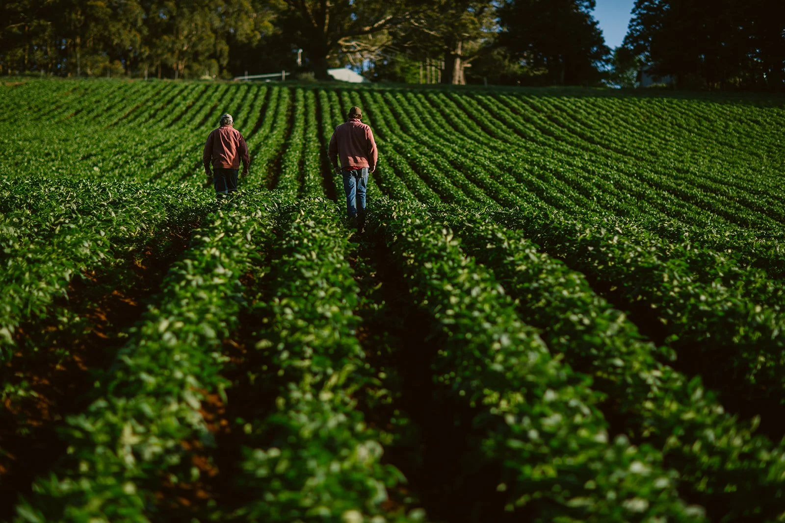 SoHi -  Hill Potatos Robertson - Southern Highlands Magnus Agren-0011.jpg