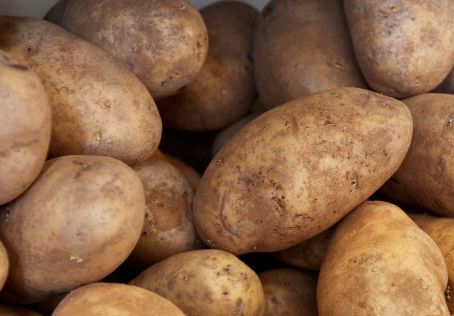 Close-up of several potatoes with light brown skin, some small dirt spots, and slight imperfections.