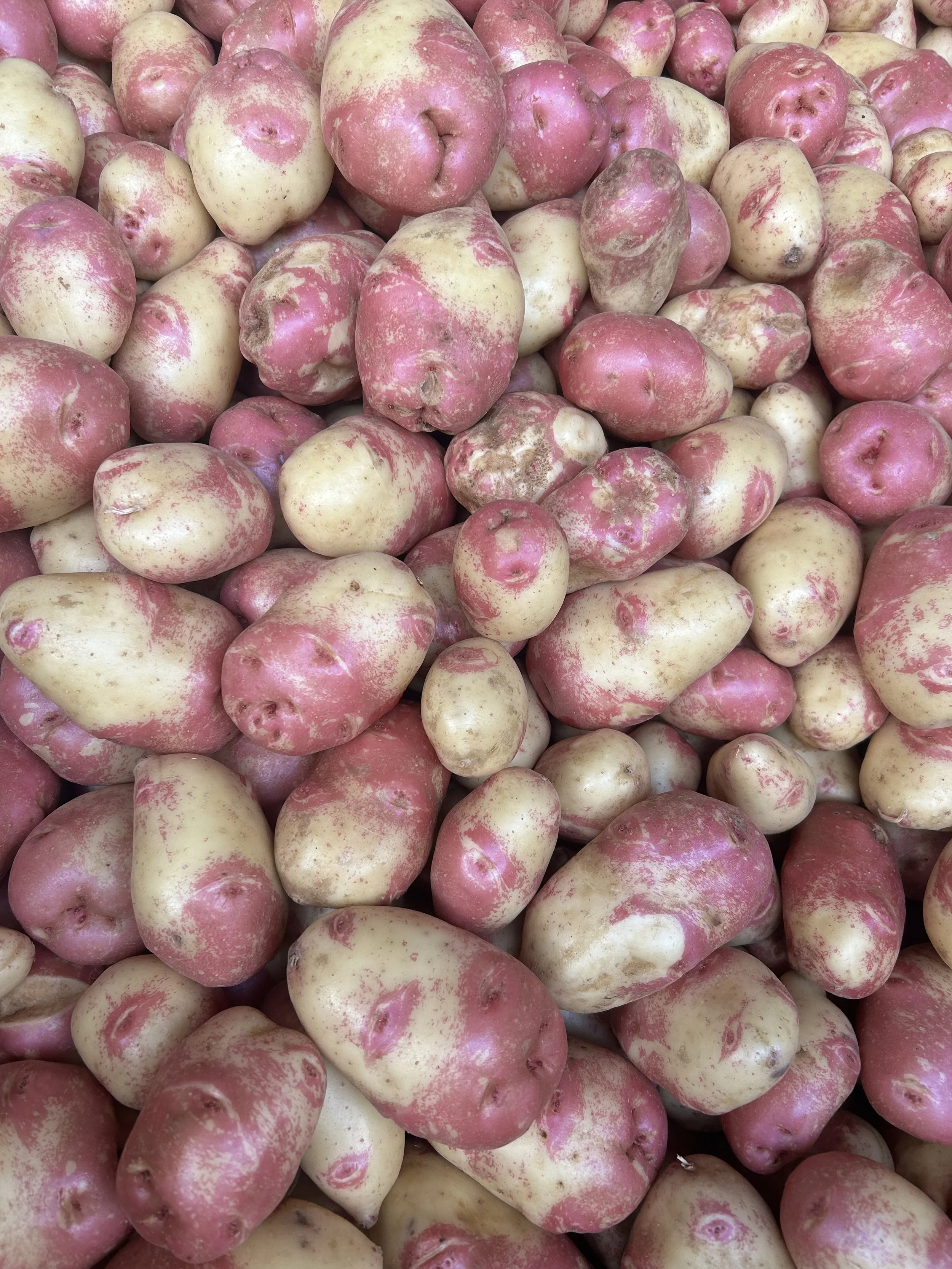 A close-up view of a large pile of potatoes with pink and yellow skin.