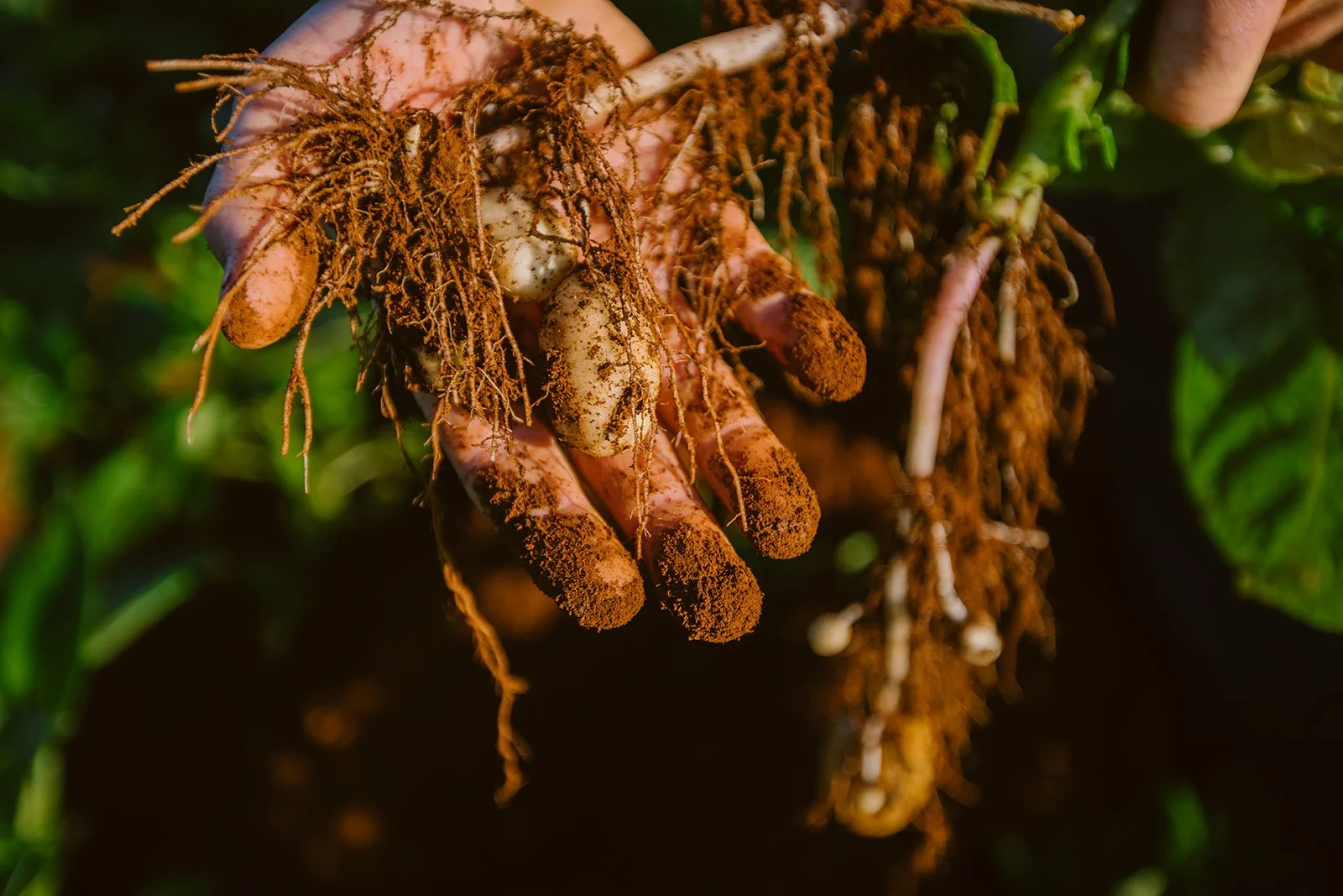 Close-up of a person's hand with dirt and mud on fingers, holding freshly dug root vegetables, possibly yams or sweet potatoes, with green foliage in the background.