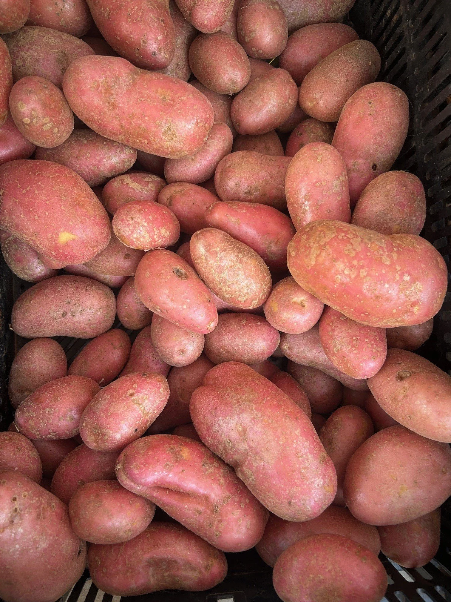 A basket of pinkish-red potatoes with some dirt and blemishes, stacked in a black plastic basket.