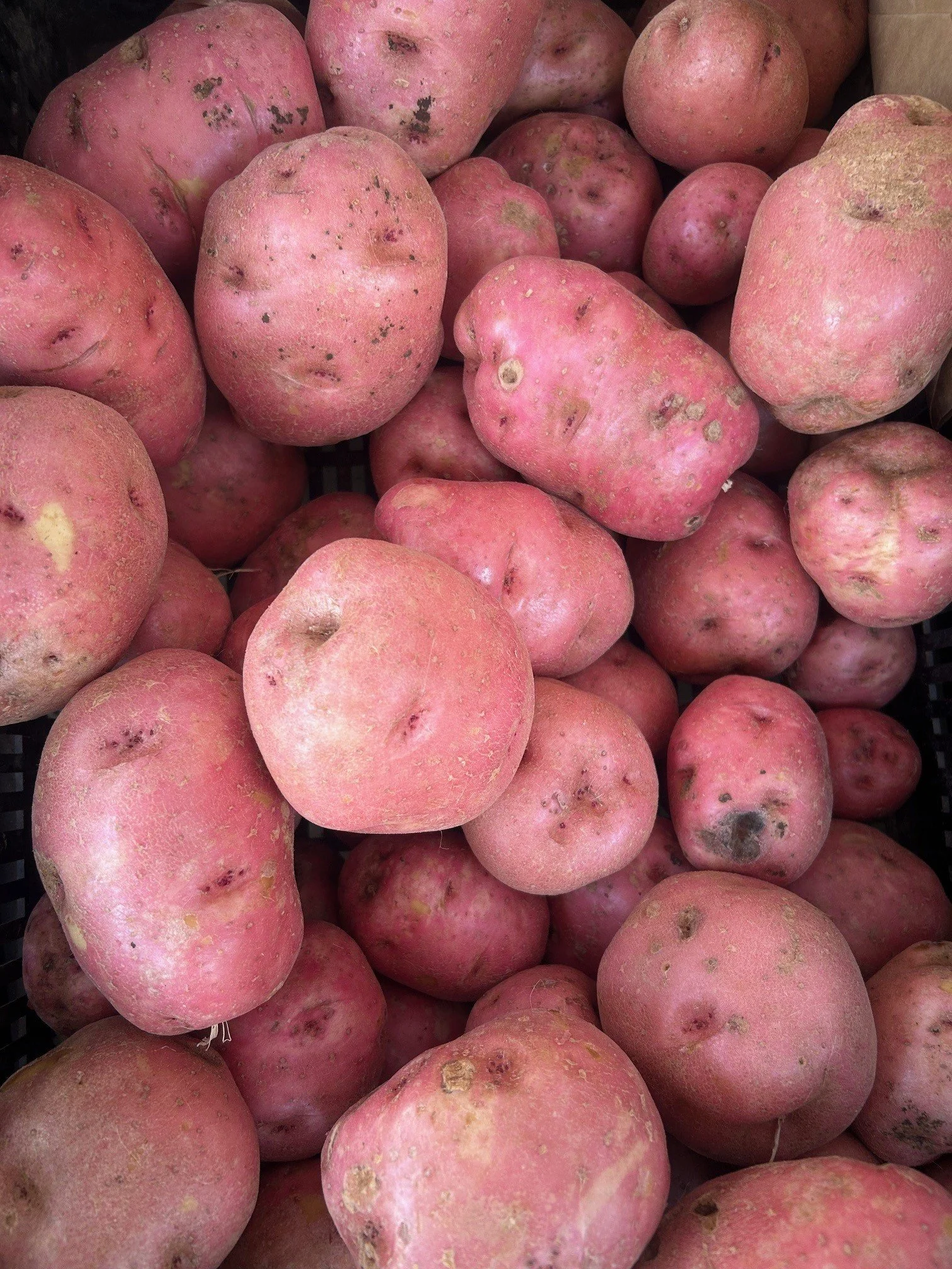 A pile of dirty, pink-skinned potatoes with some dark spots and blemishes.