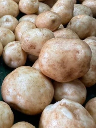 Close-up of unwashed white potatoes with dirt on their surface.