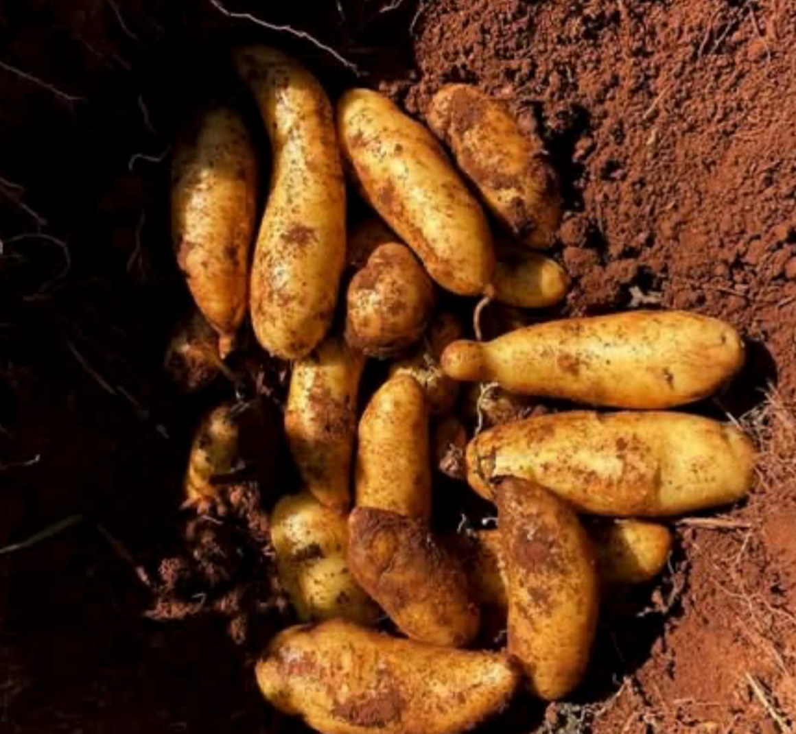 A bunch of freshly dug yellow potatoes with dirt on them resting on red soil.