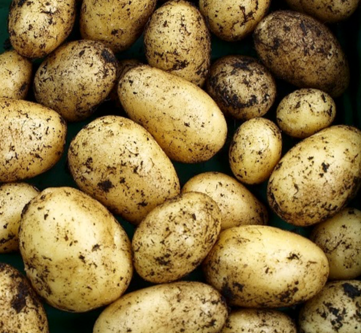 A close-up of several dirt-covered potatoes, varying in size and shape.