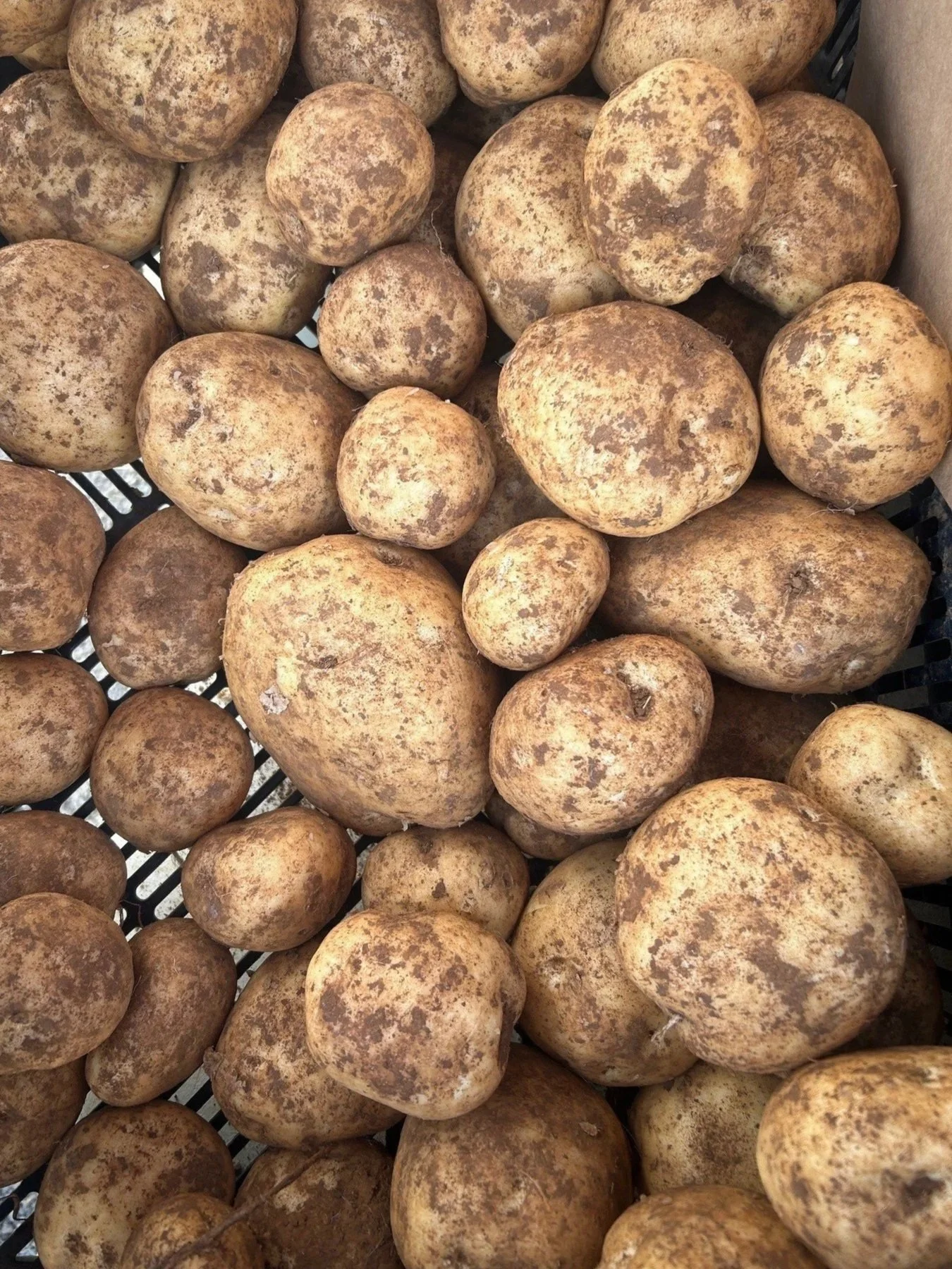 A basket filled with dirty potatoes with brown skins and some spots, piled up together.