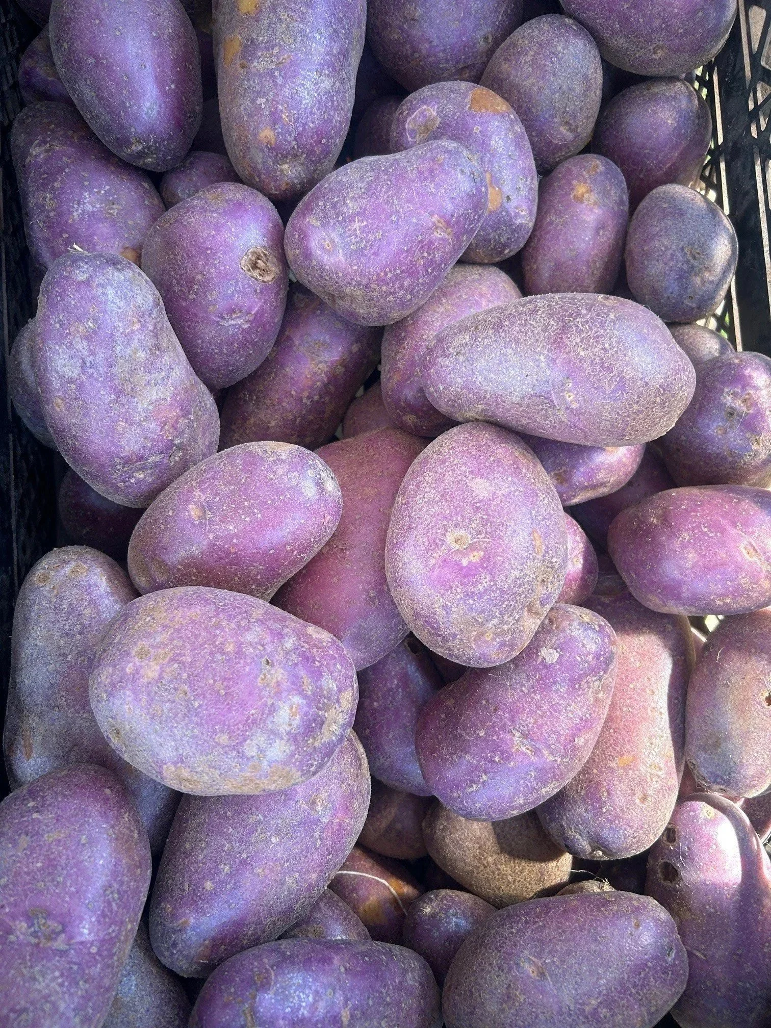 A pile of purple potatoes in a black crate.
