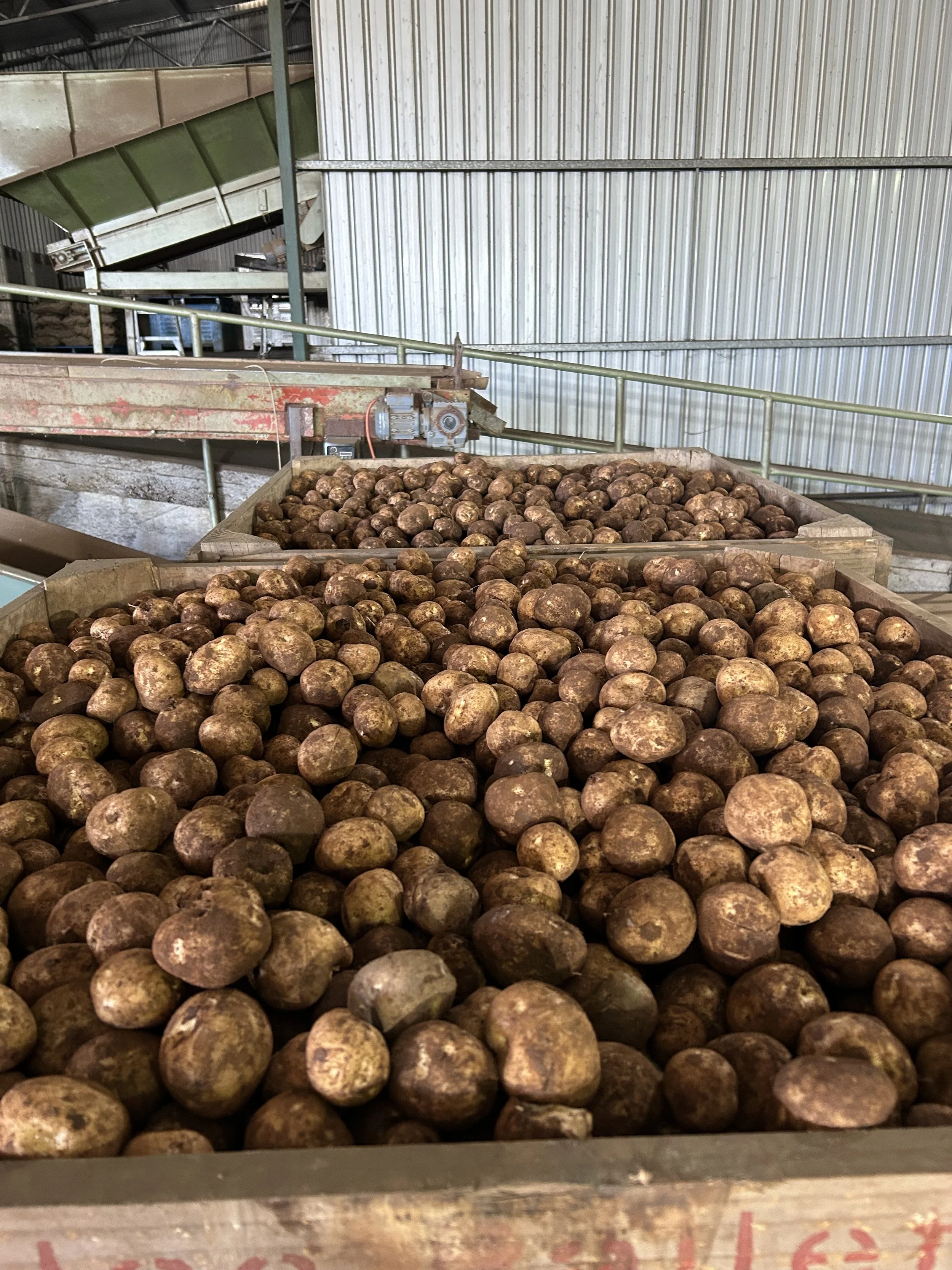 A large metal container filled with dirt-covered potatoes inside a warehouse or industrial setting.