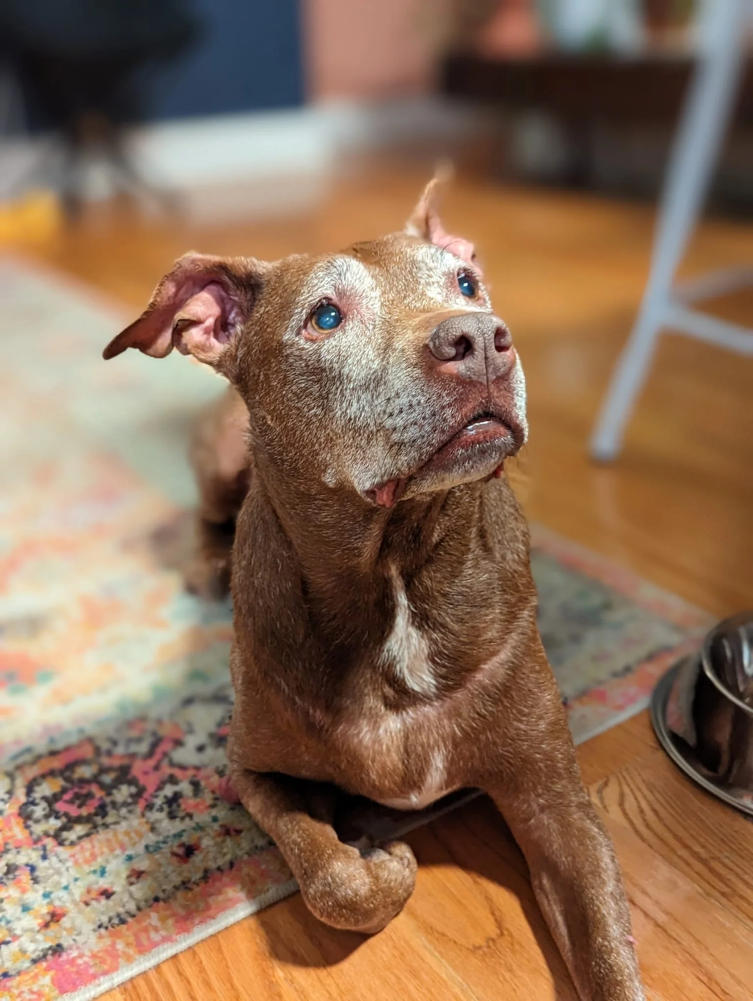 Photo of brown Pit-mix dog laying down on a multicolor rug and looking up