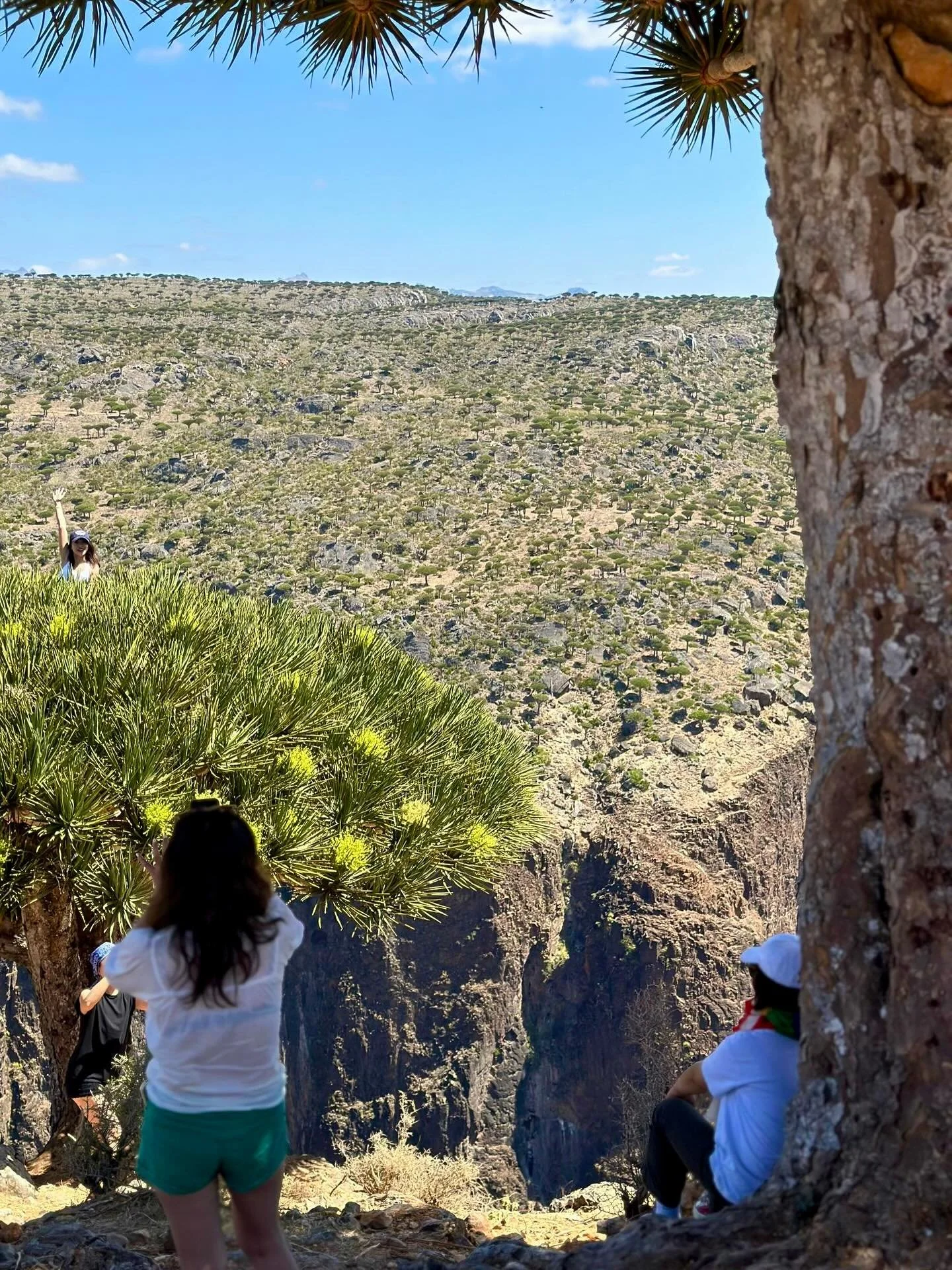 Where else in the world can you climb a tree that only grows on a remote island in the Indian Ocean? 🍃

The Dragon Blood Tree, found only on Socotra, is one of the island&rsquo;s most iconic and rare species. Its red sap gives it its name, and its u