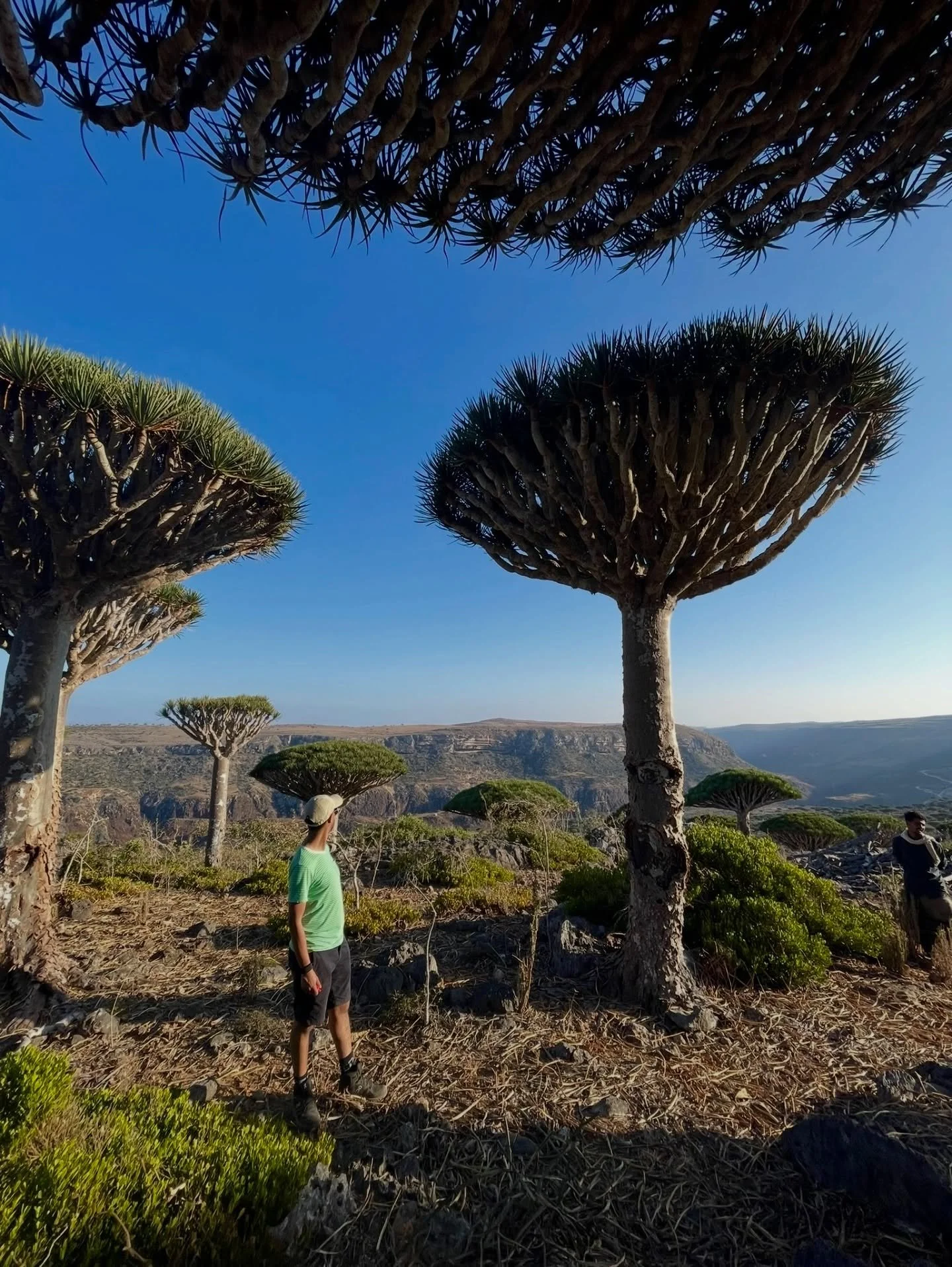 Stop Scrolling. Can you guess where this is?
This is Socotra, Yemen 🇾🇪 

Most people only see it through documentaries or while scrolling through their feed. We make sure you are able to experience it in real life. 

Customized, off-the-grid expedi