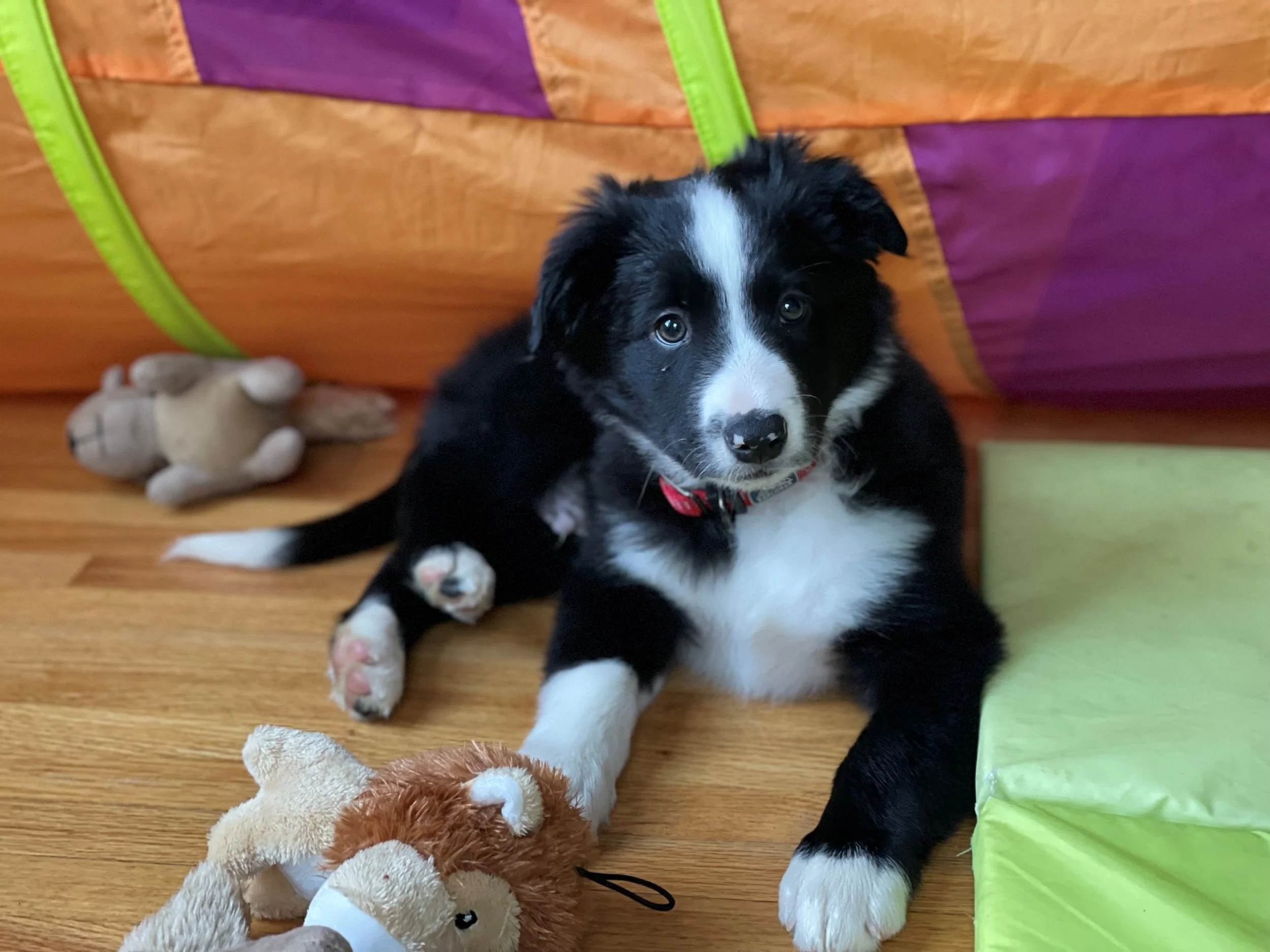 Boatswain puppy - squirrel tunnel.jpg