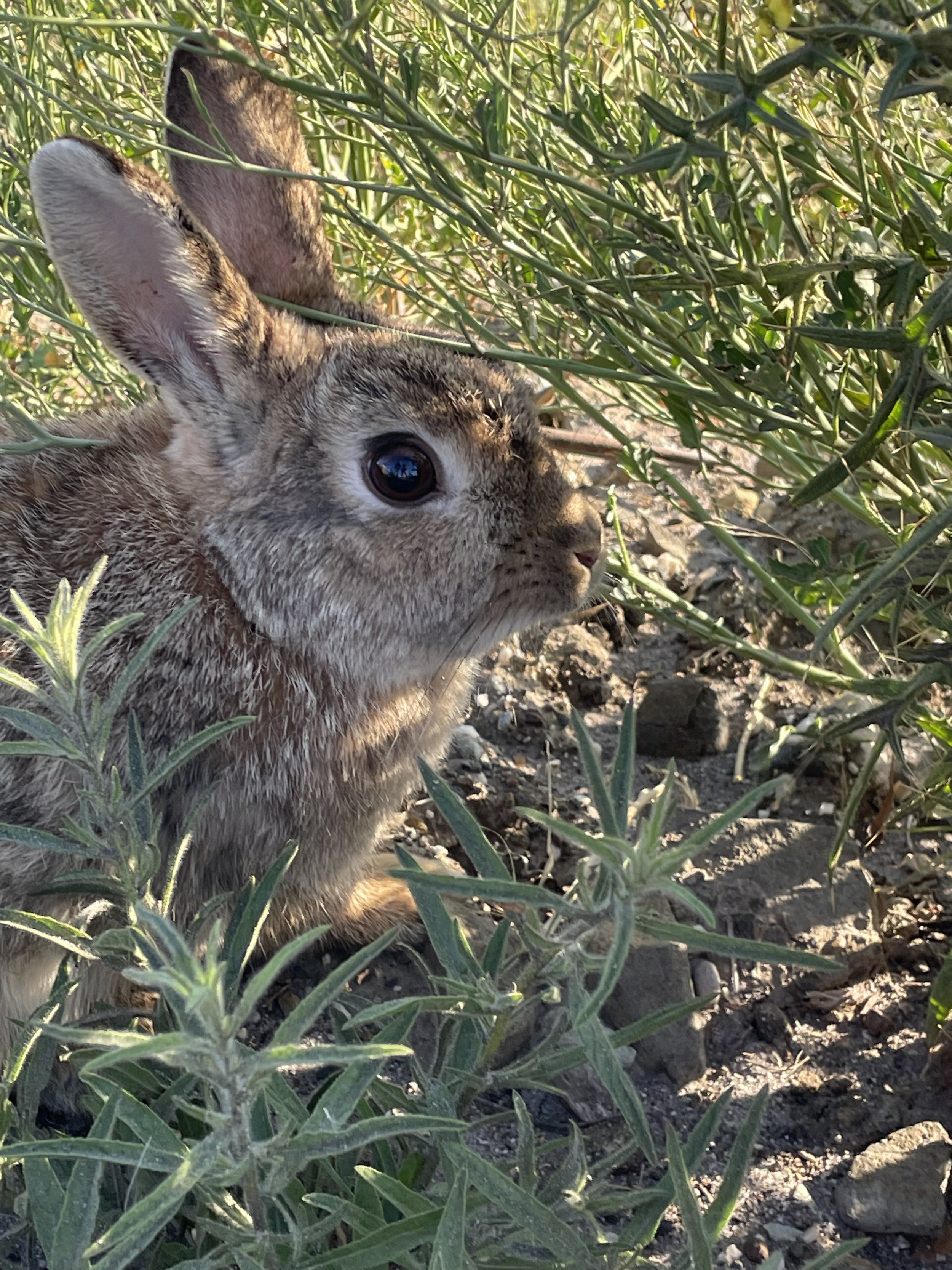 rabbit2.jpg