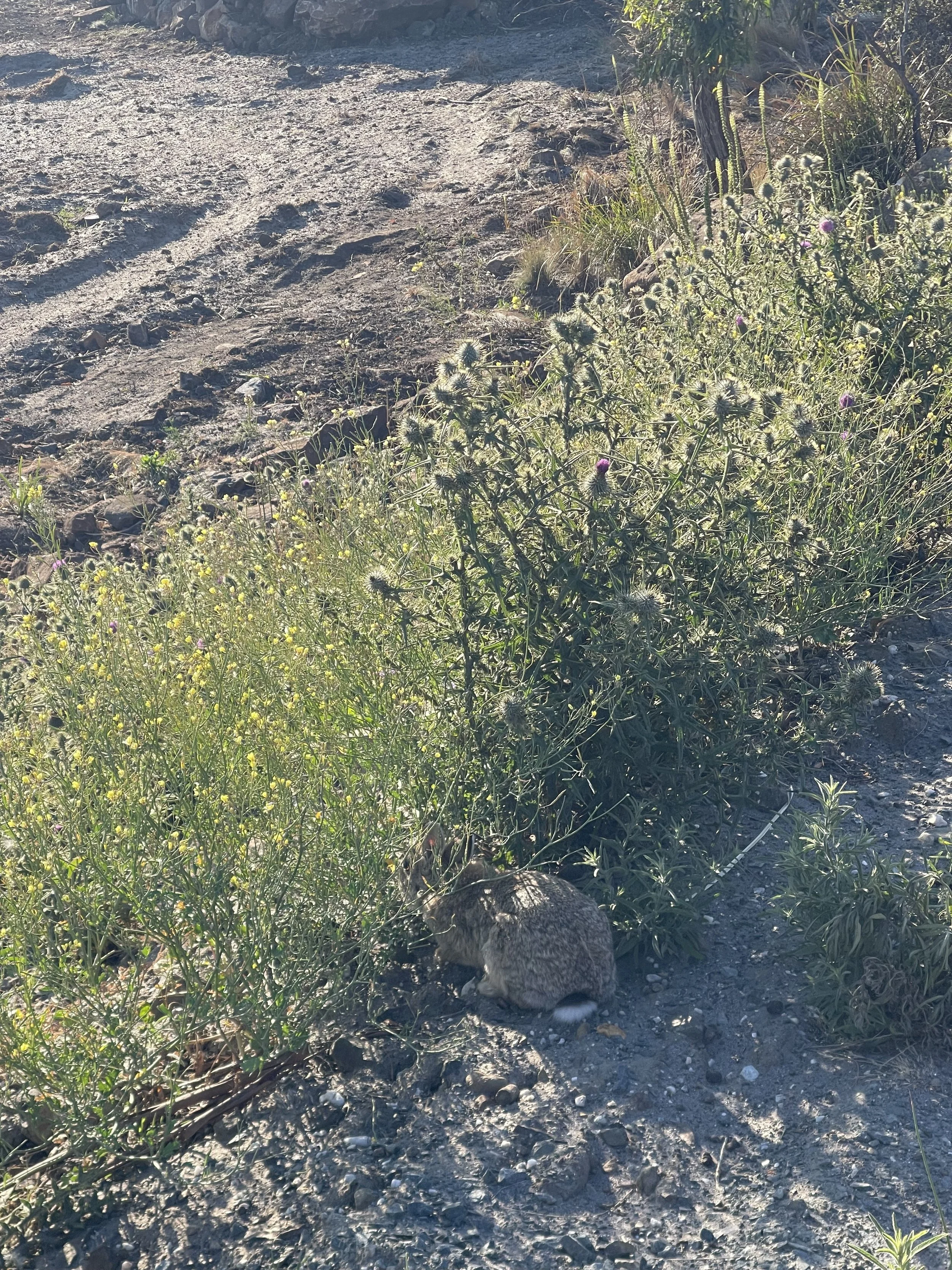 rabbit.jpg