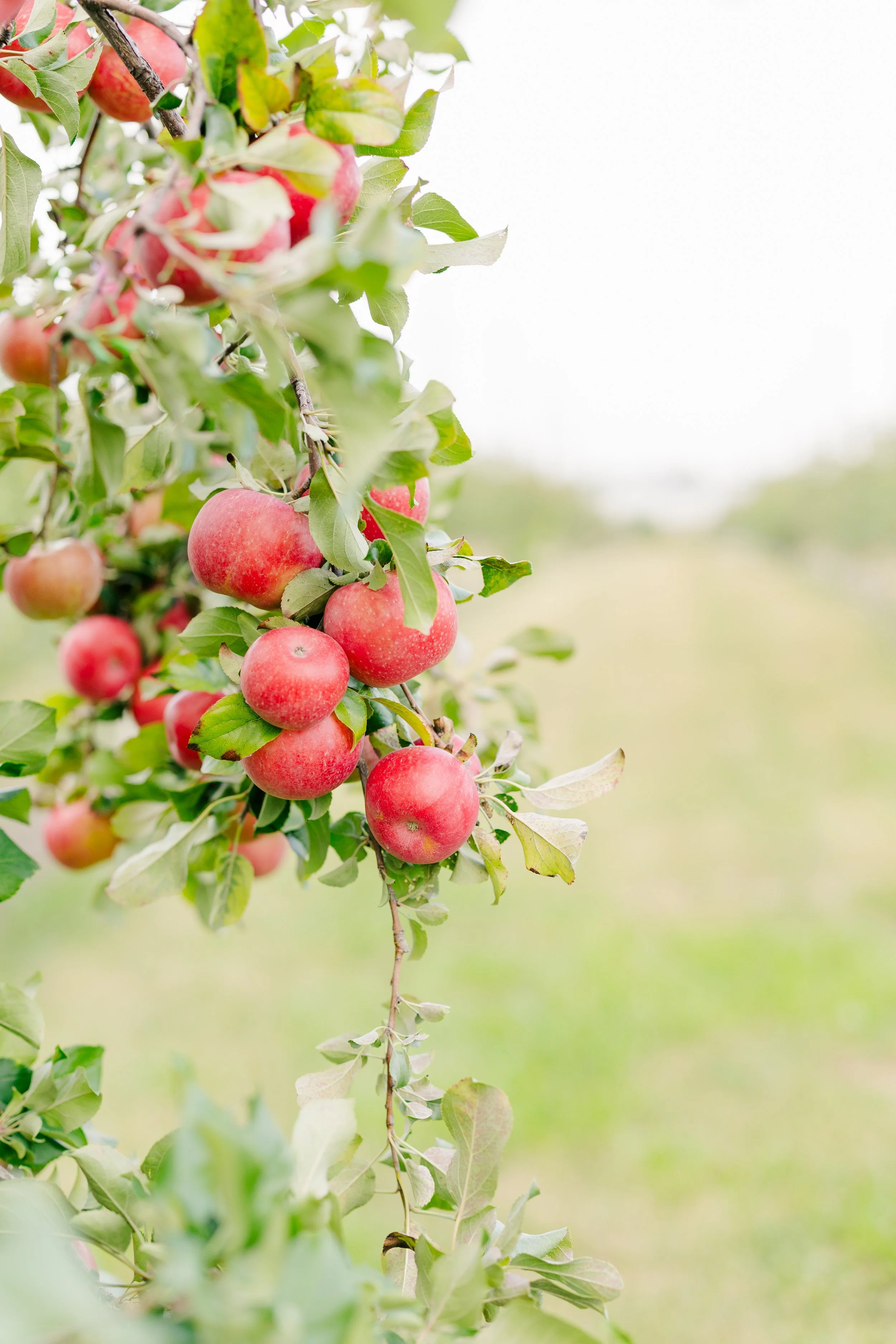 A cluster of ripe red apples hanging on a tree branch in an orchard on a bright, overcast day.