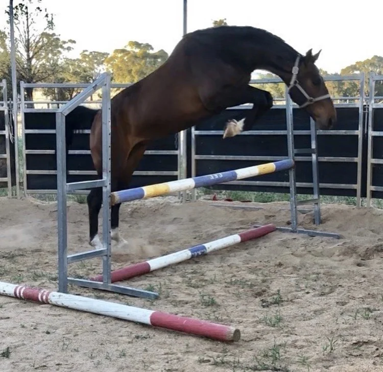 Legs free jumping 2018