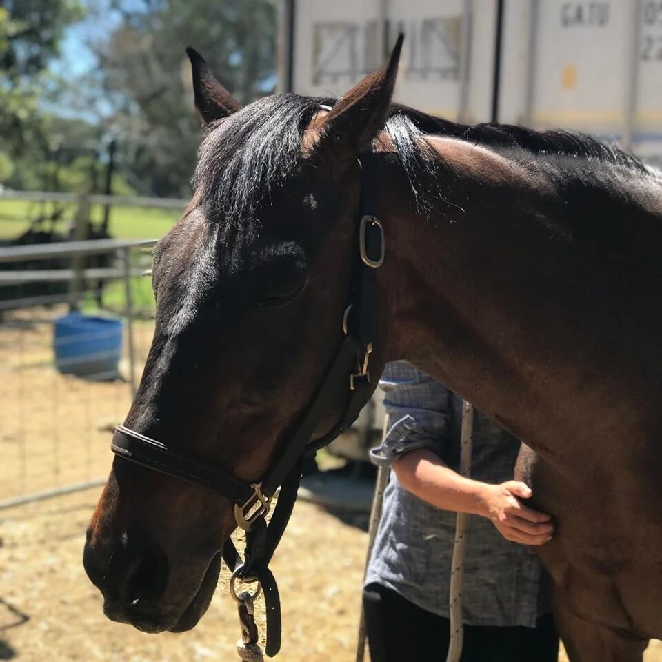 Rooster soaking up the reiki