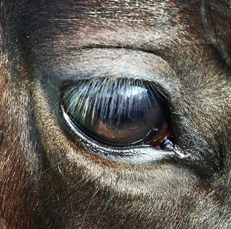 Nessieeye.jpeg