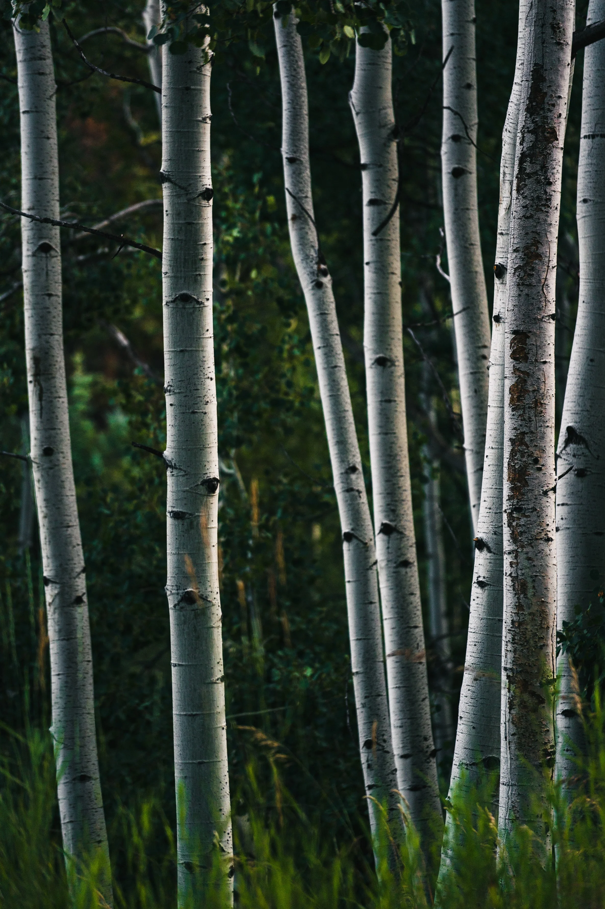 A grove of tall, slender aspen trees with white bark and dark knots, surrounded by green foliage and grass.