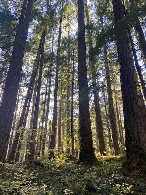 Tall sunlit forest in the Pacific Northwest representing stability, growth, and the grounding philosophy behind Life Line Bioenergetics energy healing services.