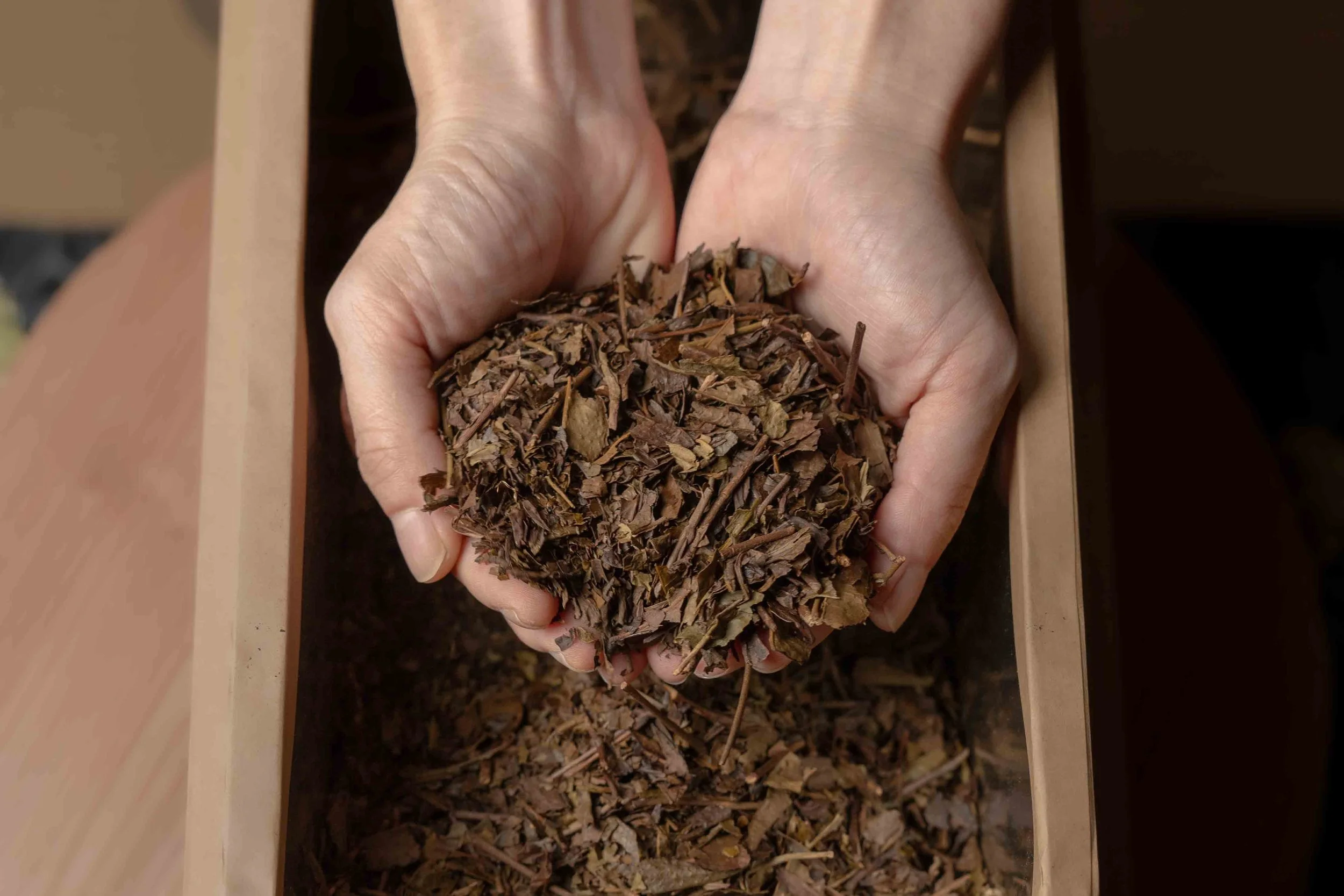 sannen bancha