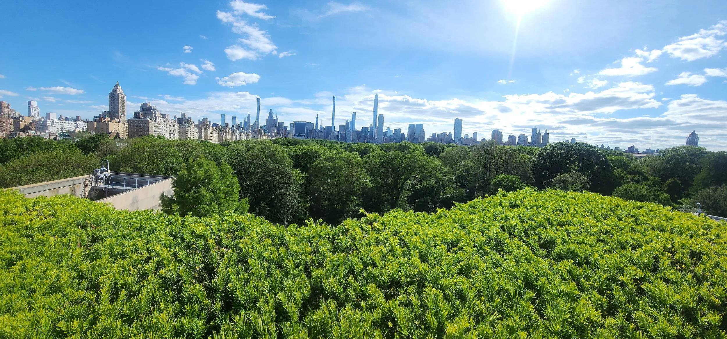 Central Park and NY sky line