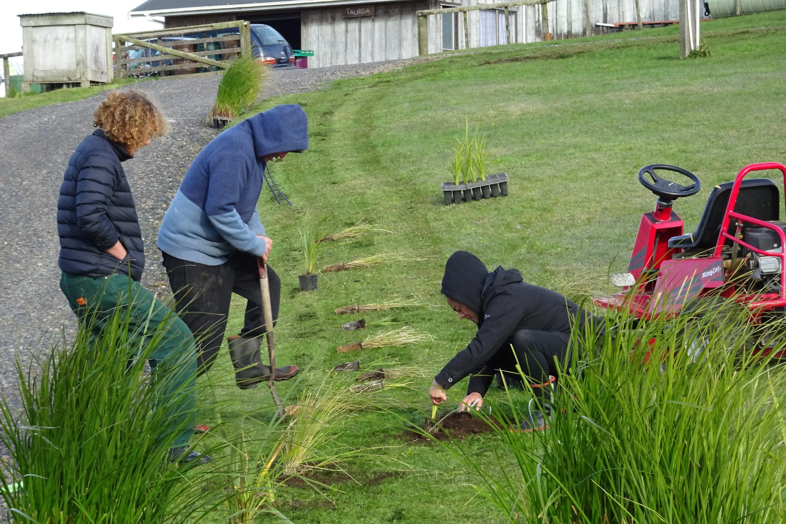 Three people planting seedlings next to a gravel path on a grassy hill, with a red garden tractor nearby.