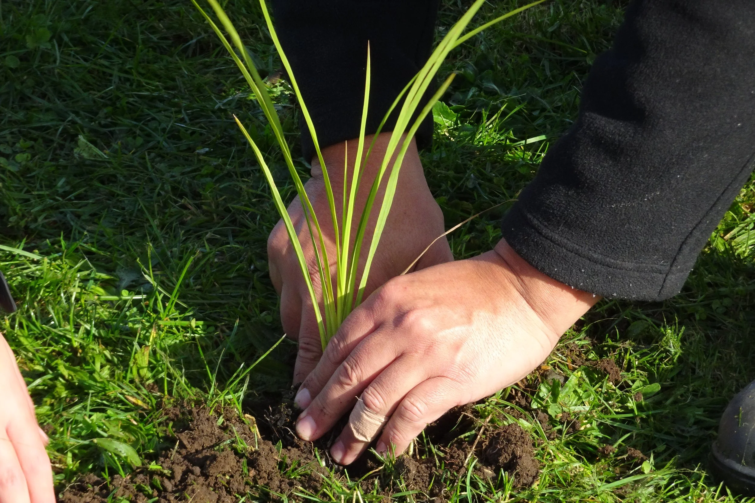 Person planting seedlings in soil outdoors.