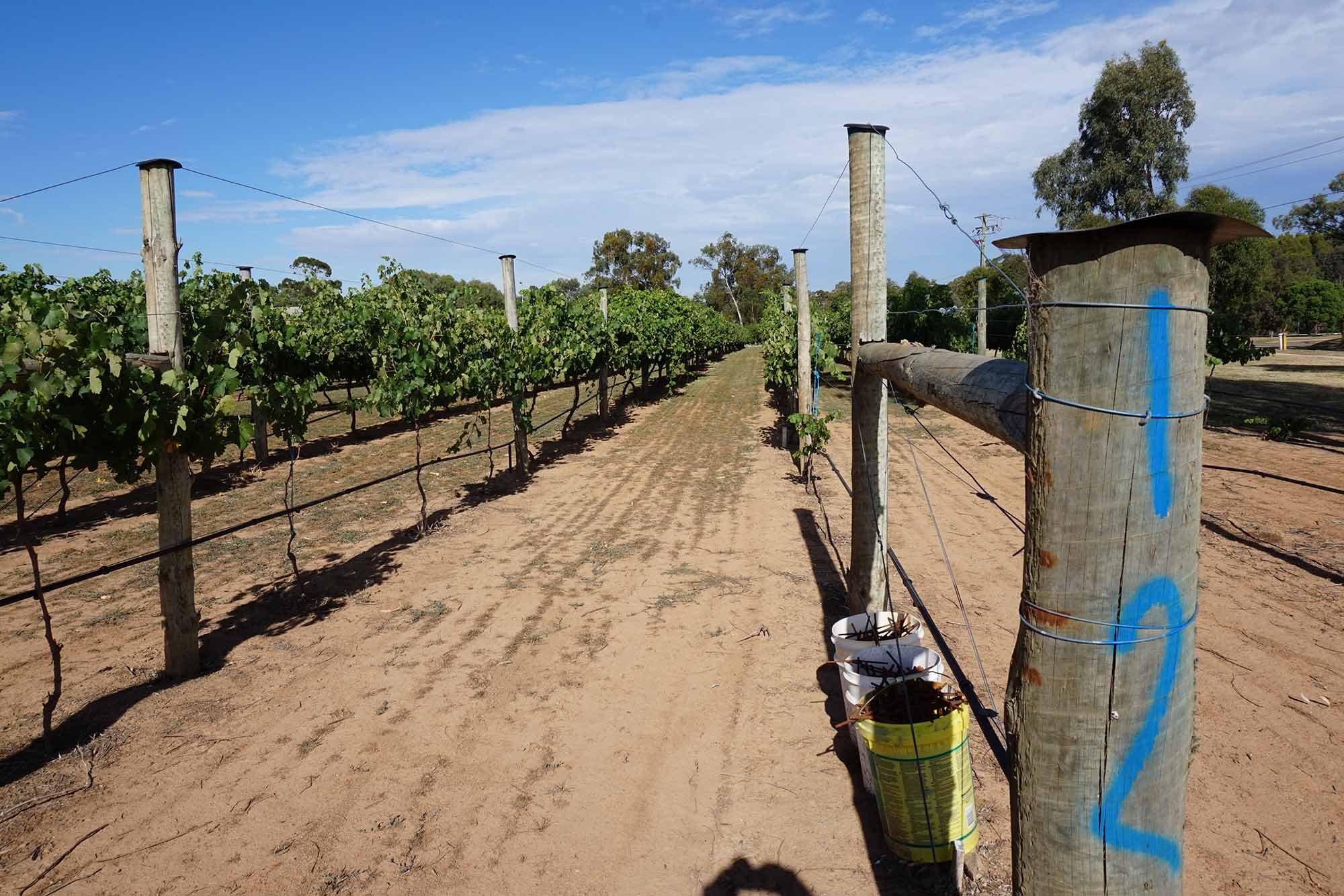 A vineyard with rows of grapevines on either side of a dirt path under a blue sky with some clouds.
