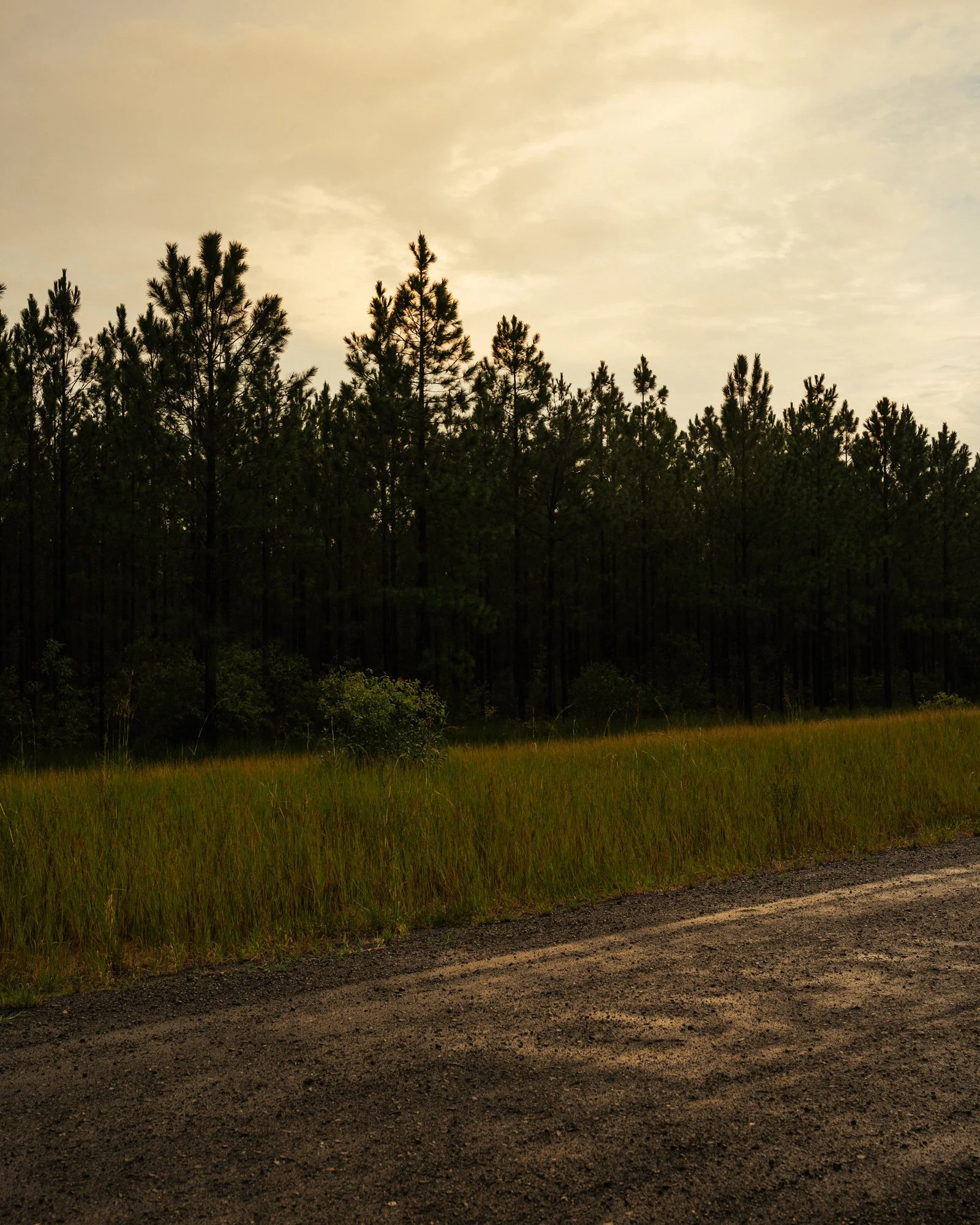 CHRIS SWEETAPPLE - Rain Forest - B3 - 1.jpg