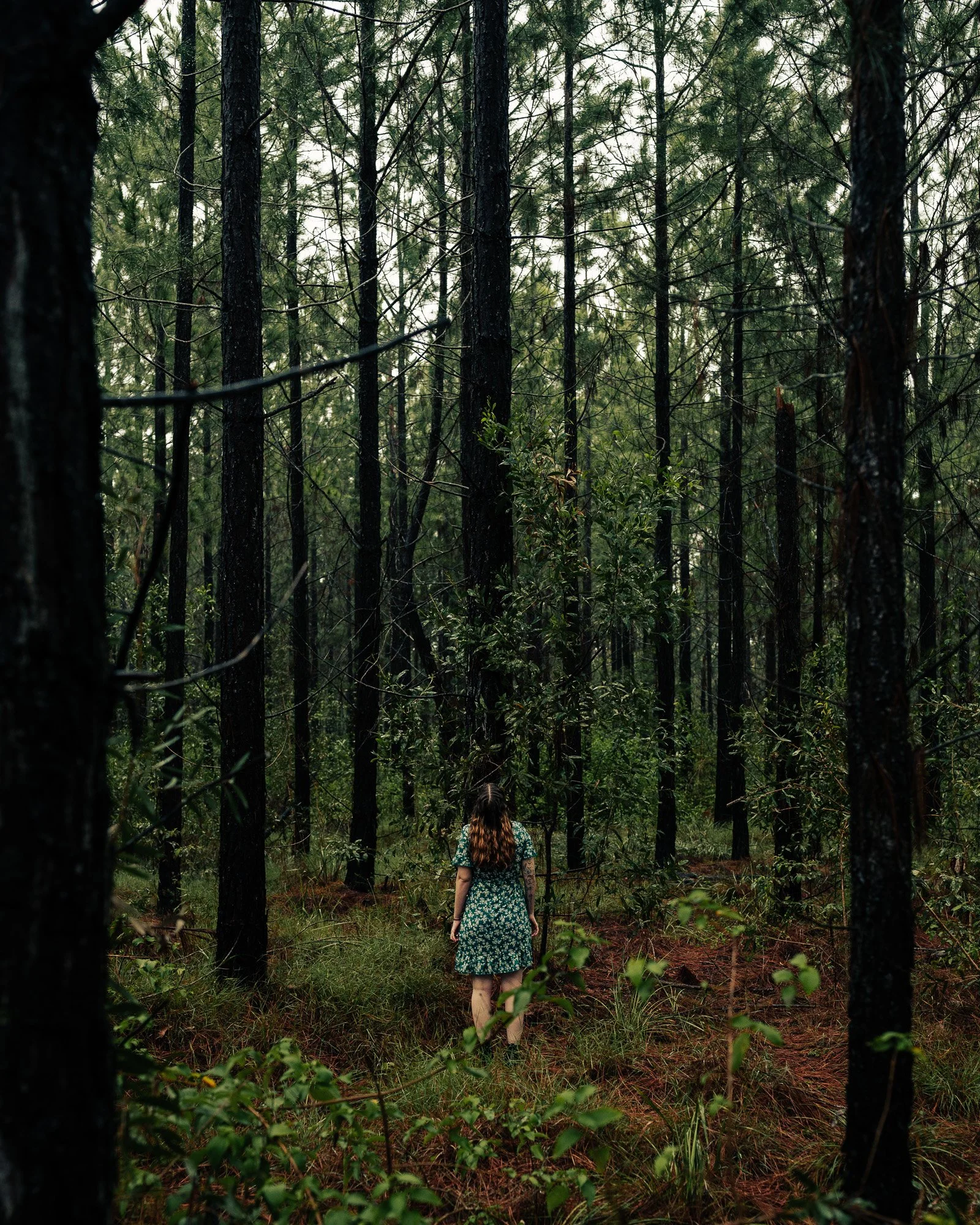 CHRIS SWEETAPPLE - Rain Forest - B1 - 4.jpg