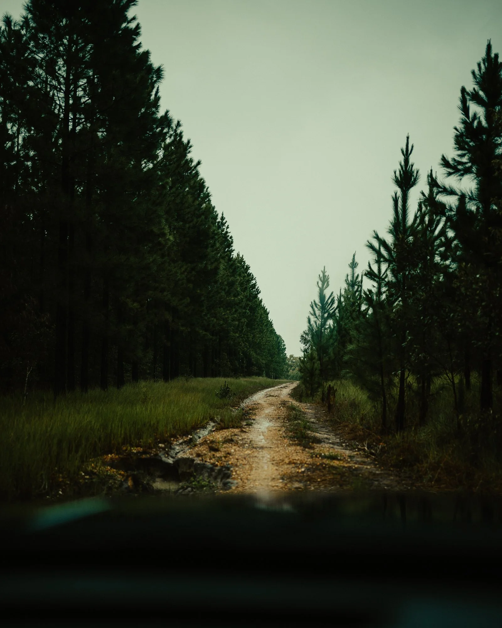 CHRIS SWEETAPPLE - Rain Forest - B1 - 2.jpg