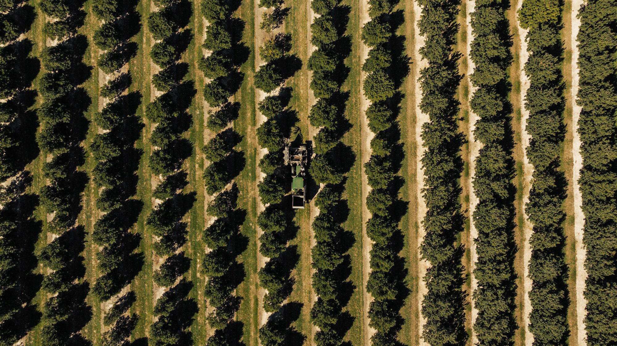 CHRIS SWEETAPPLE-Sheppard OS - Harvesting - Web - 17.jpg