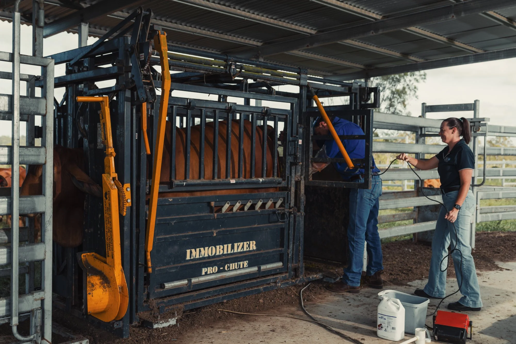 Vet Cross - Gin Gin - Web - 17.jpg