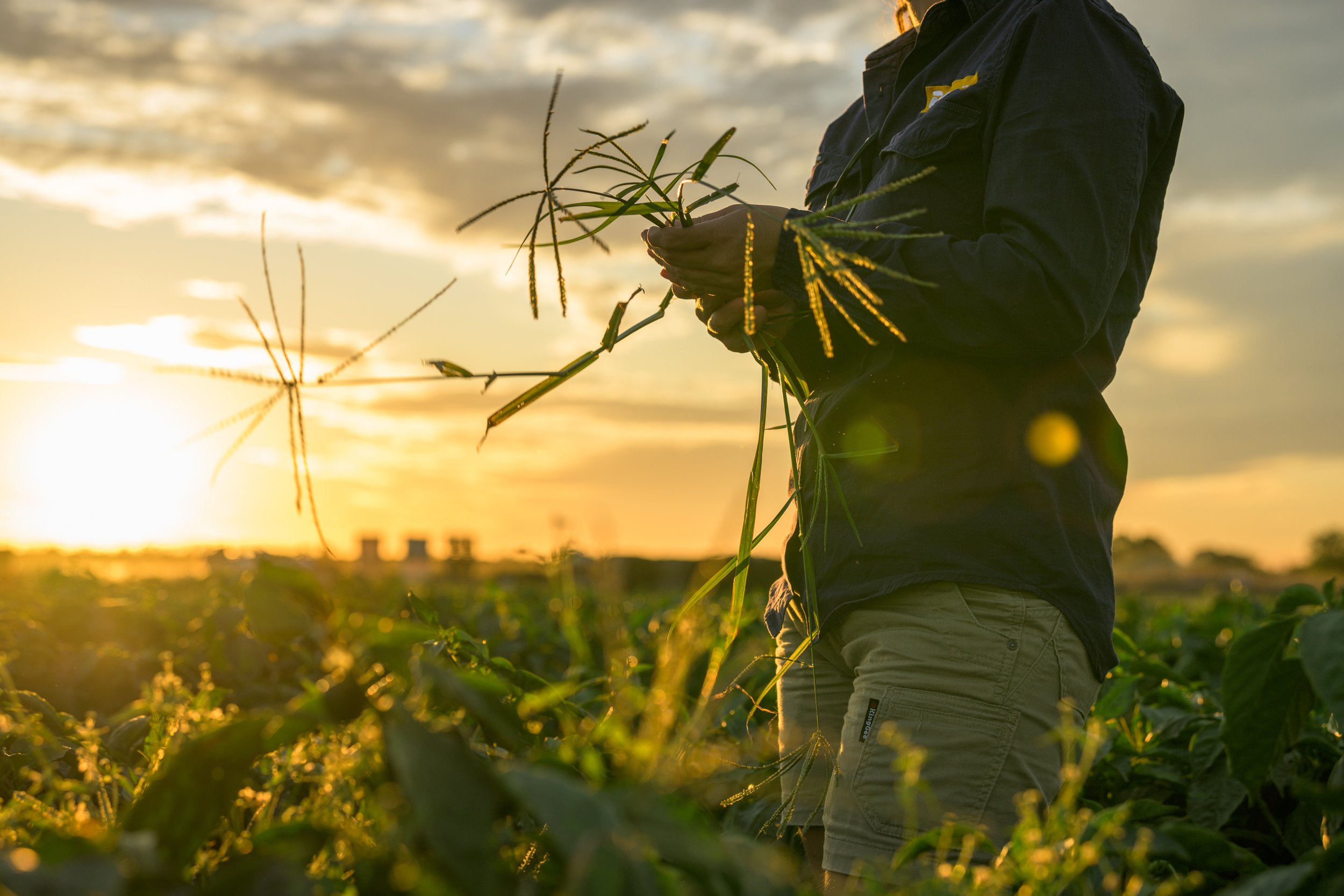 Agronica: Cultivating an Authentic Brand