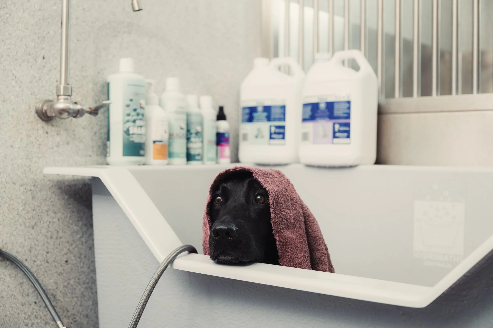 Vet Cross - Gin Gin - Web - 105.jpg