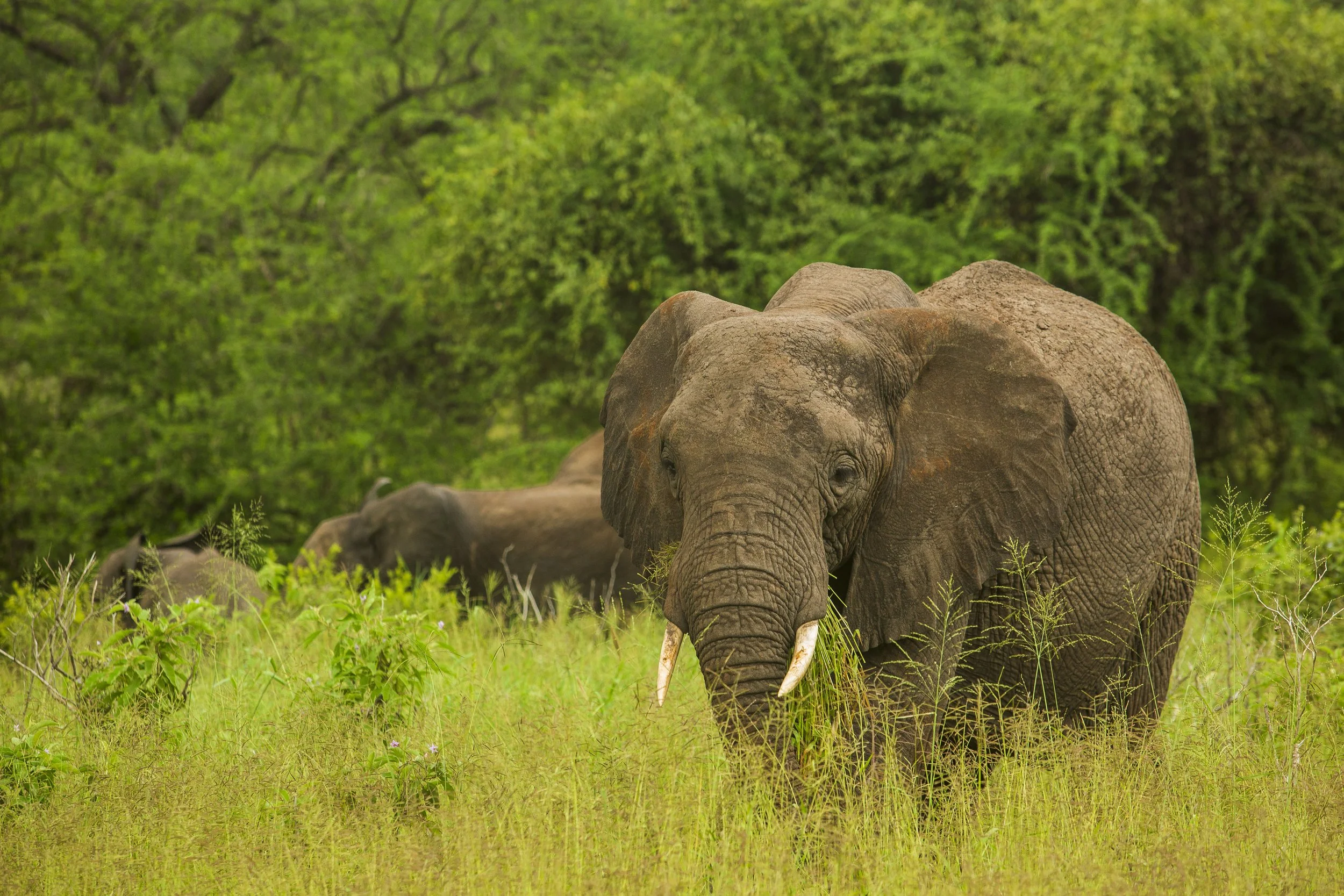 Kaoneka Safaris_217.JPG