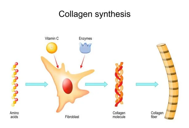 Collagen synthesis