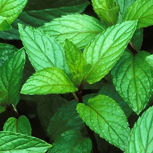 peppermint-steven-foster-square.jpg