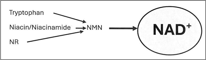 nad and precursors