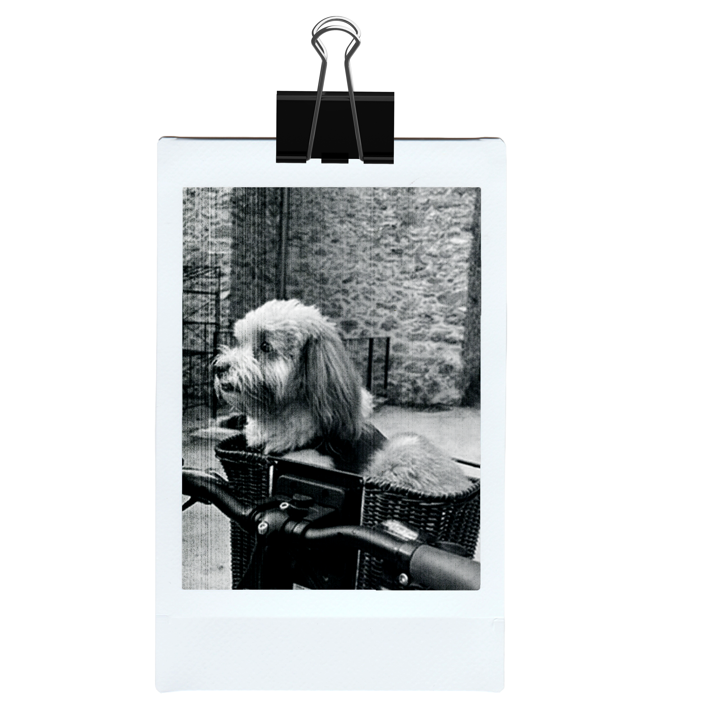 Photo polaroid de la mascotte, le chien du studio