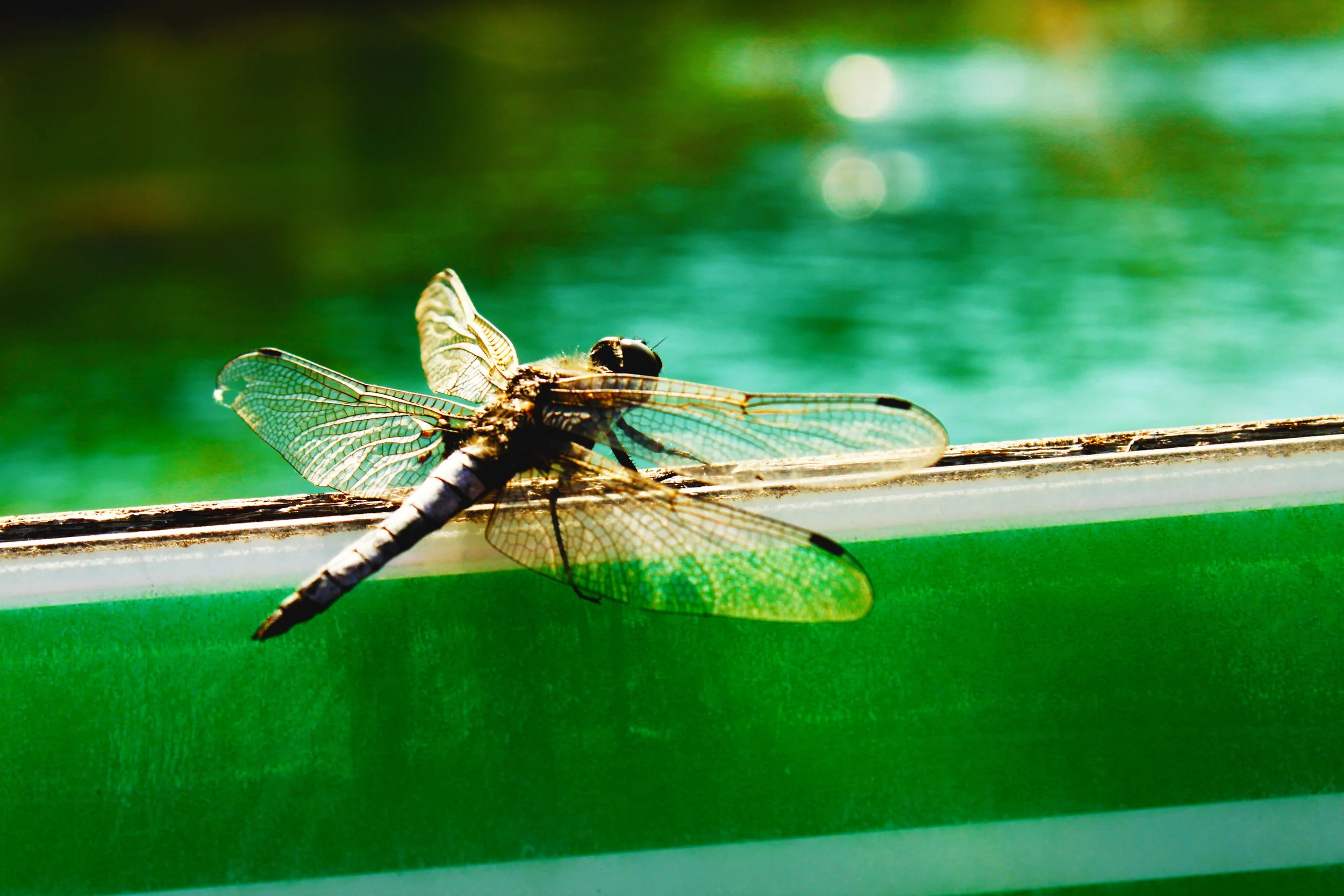 dragonfly.jpg