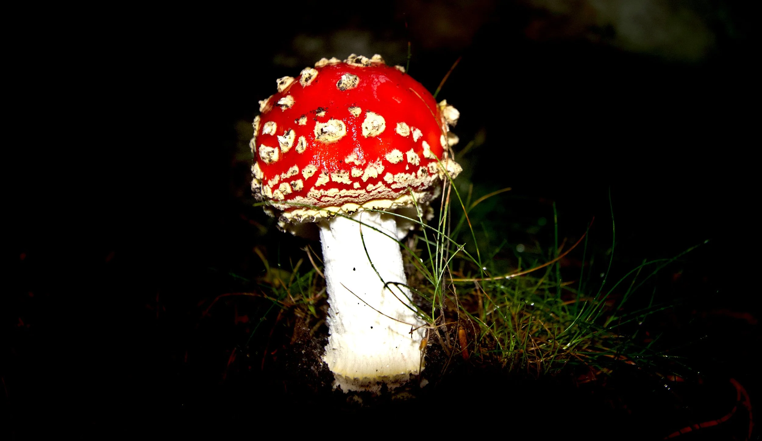 shroom2.jpeg