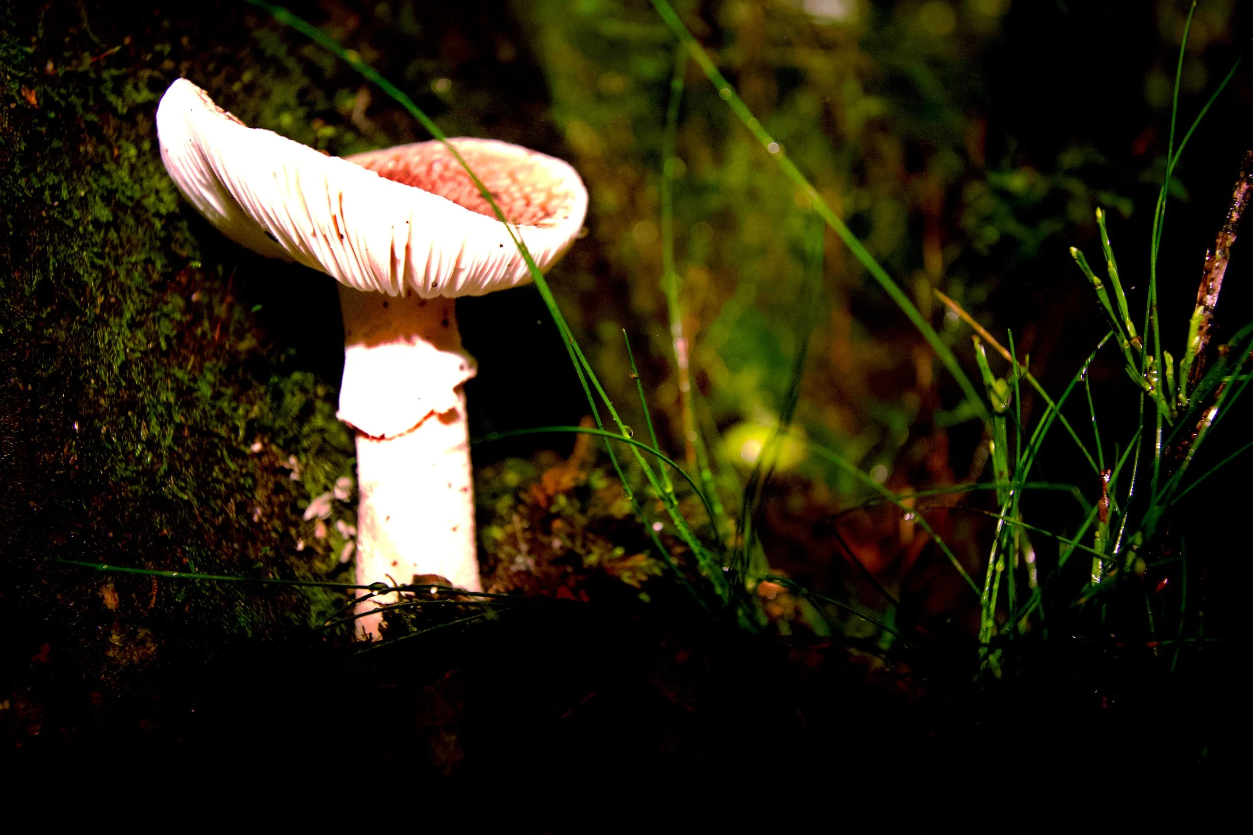 shroom1.jpeg