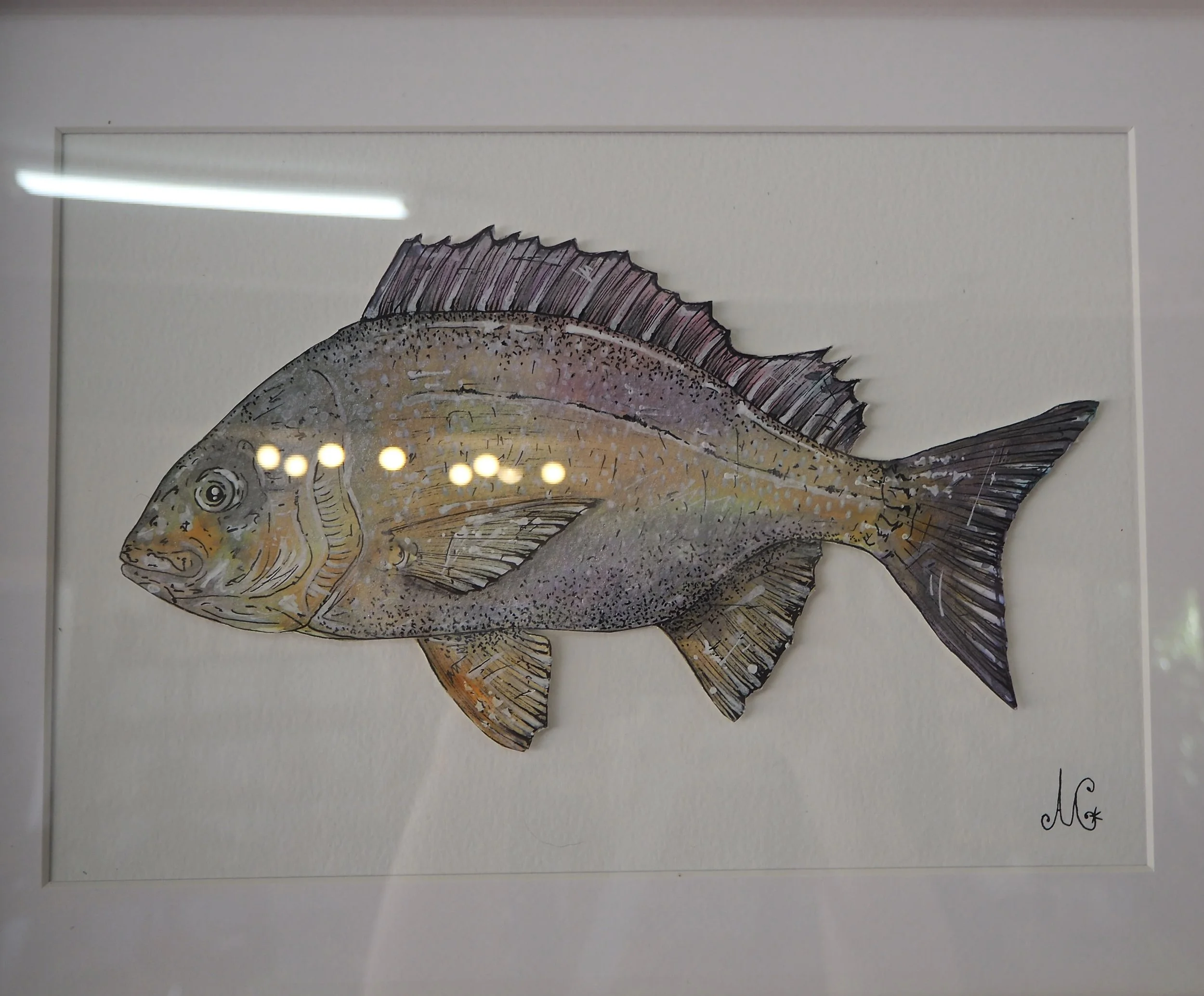 Black Bream