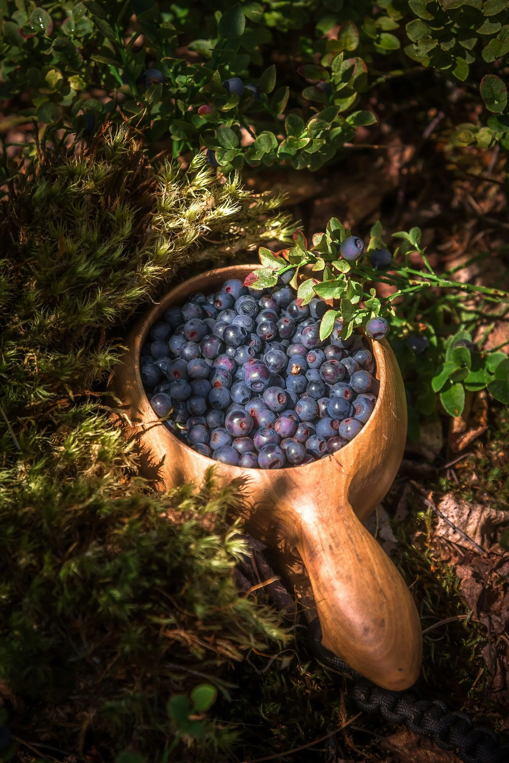 A wooden bowl filled with fresh blueberries on the ground among green plants and moss.