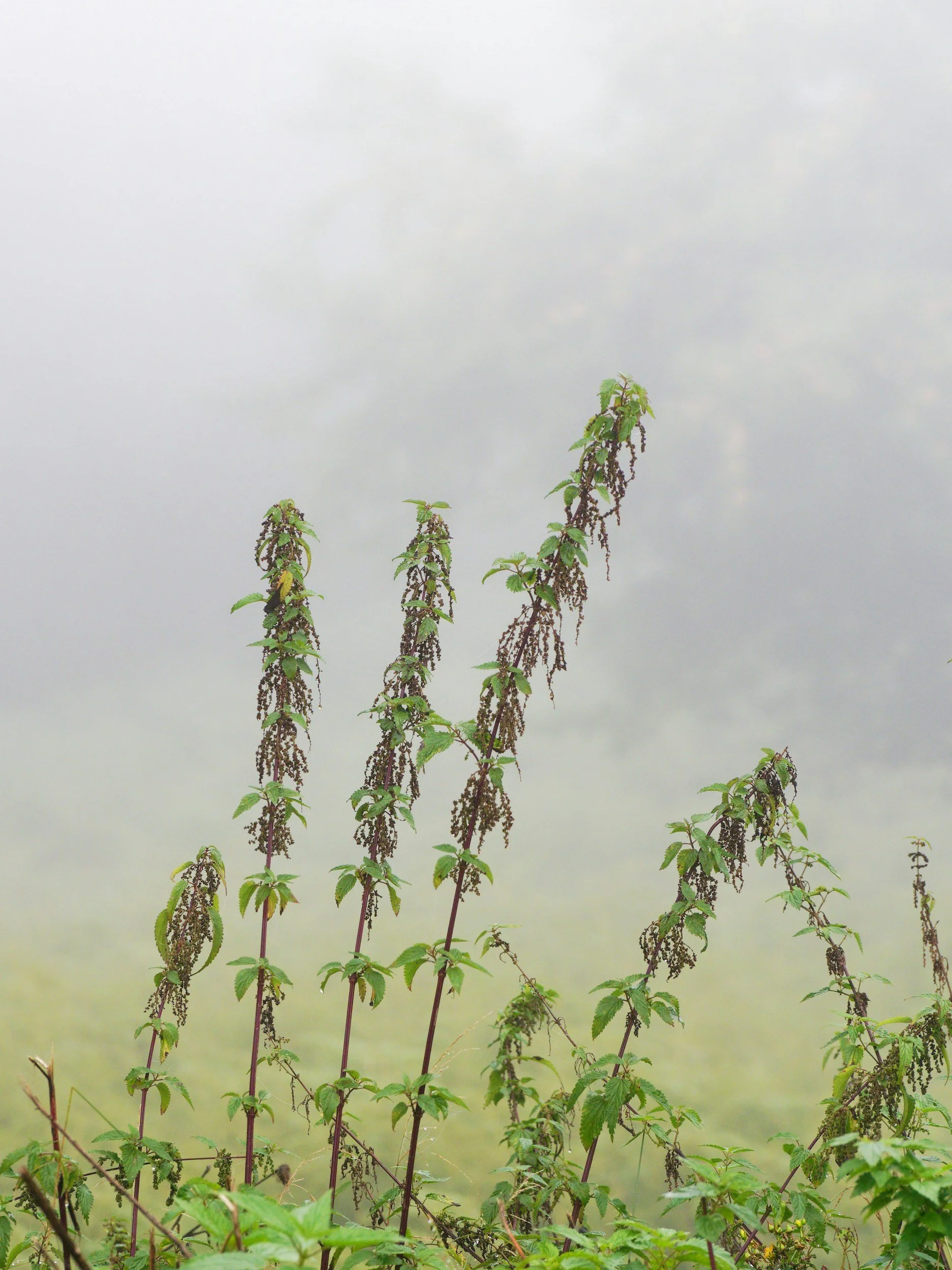 A cluster of tall, green nettle plants and drooping seed clusters on a foggy background.