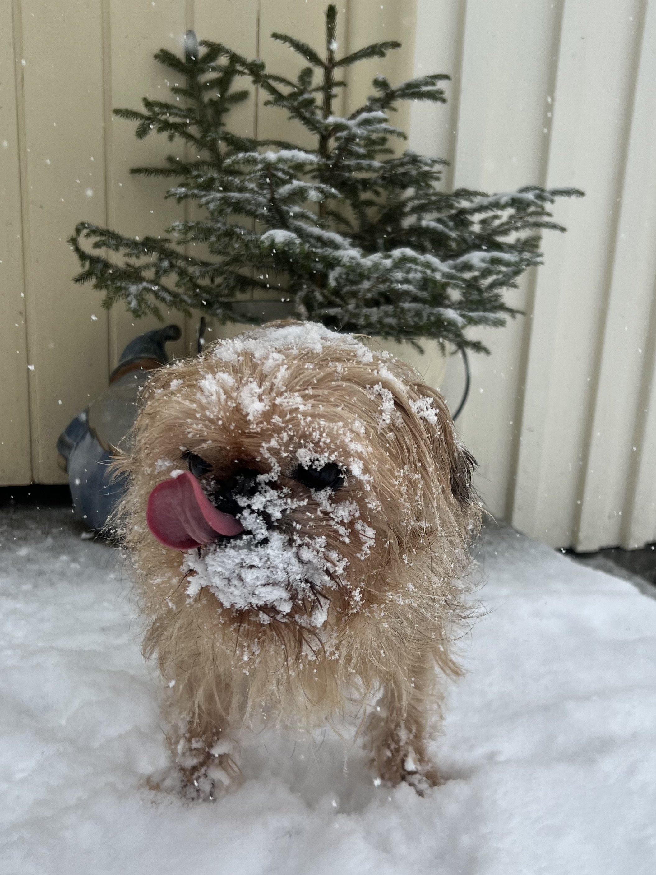 Swedish Winter Wonderland