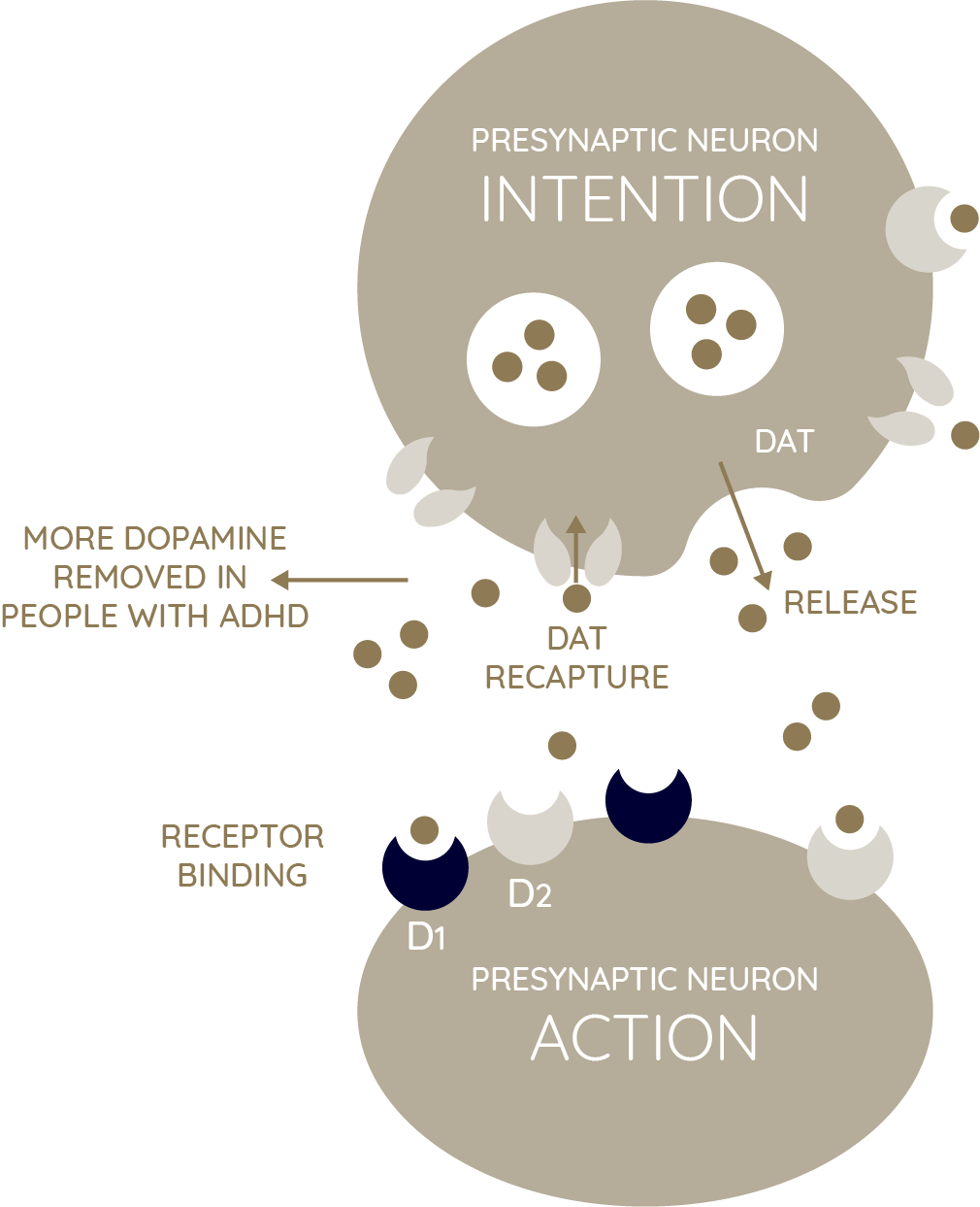 Diagram showing synaptic transmission between presynaptic and postsynaptic neurons, including processes like DAT recapture, DAT release, receptor binding, and removal of dopamine in ADHD.