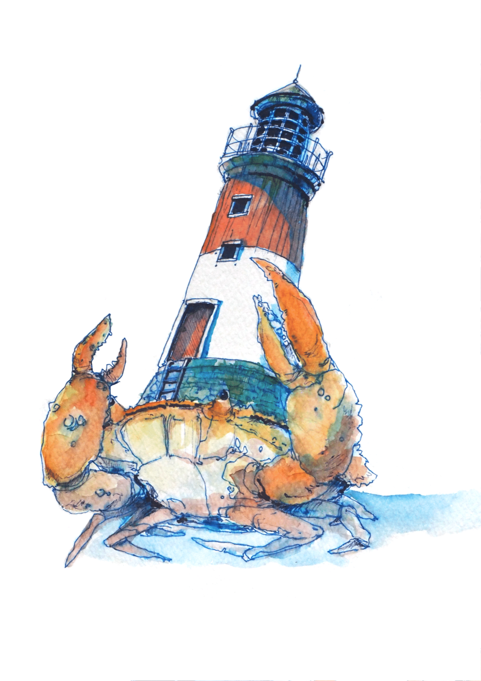 Eastern Lighthouse-Backed Crab